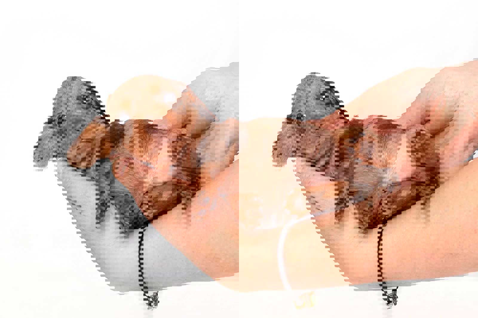 Rabbit boy Dachshund - Rafael