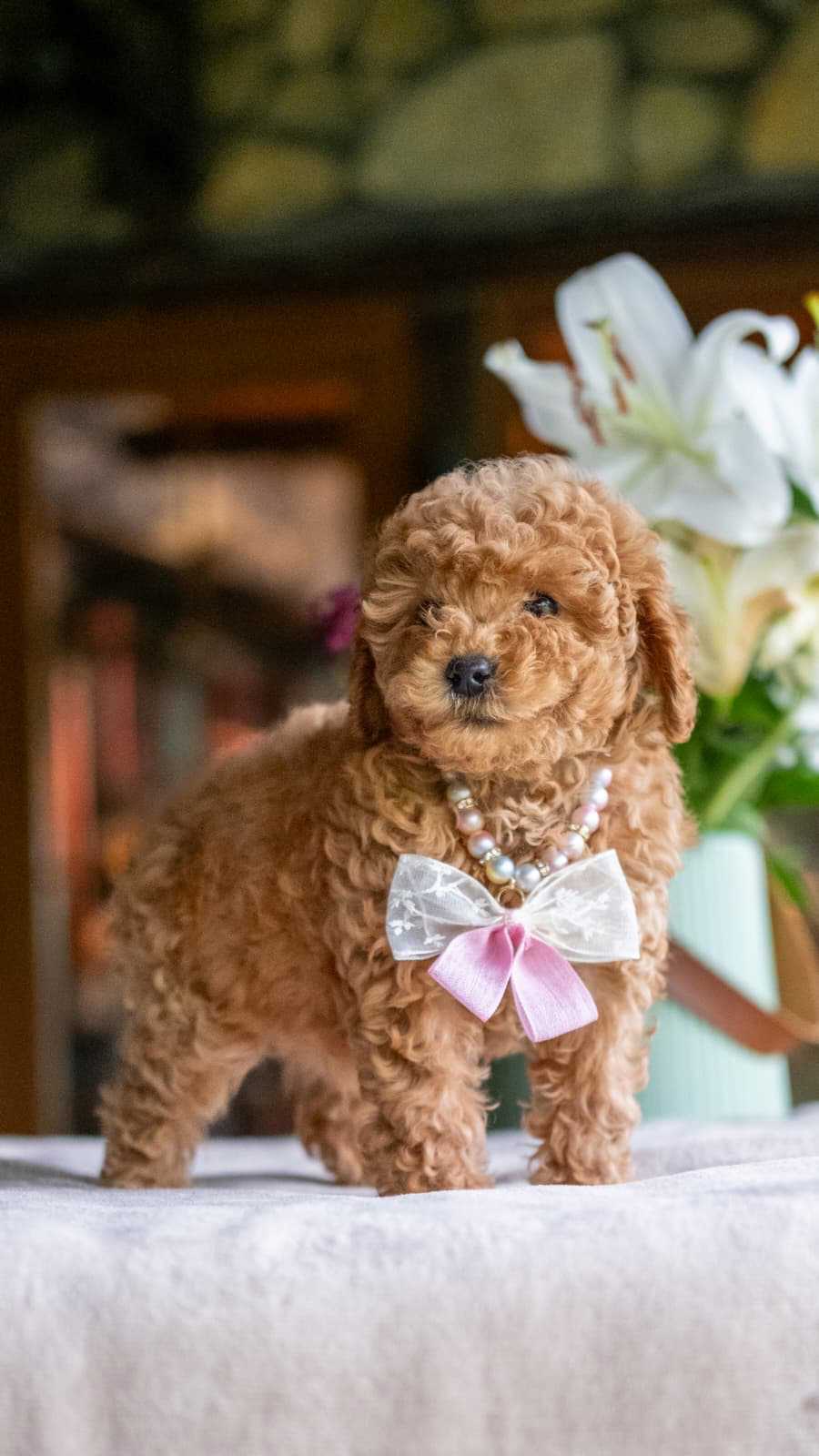 Cherry - Minyatür Poodle