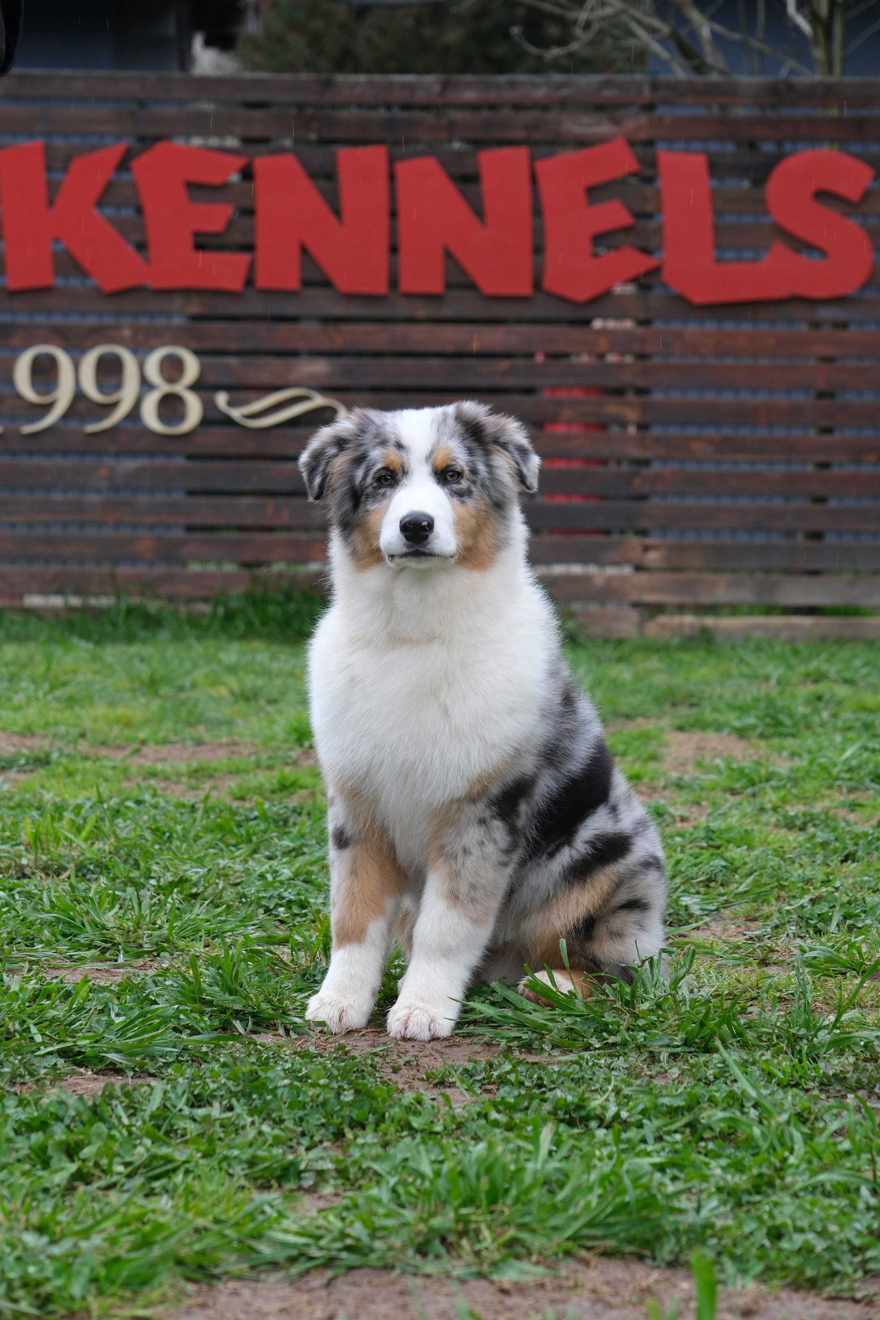 Aussie-Australian Shepherd Dog-Elen Finvest Toys