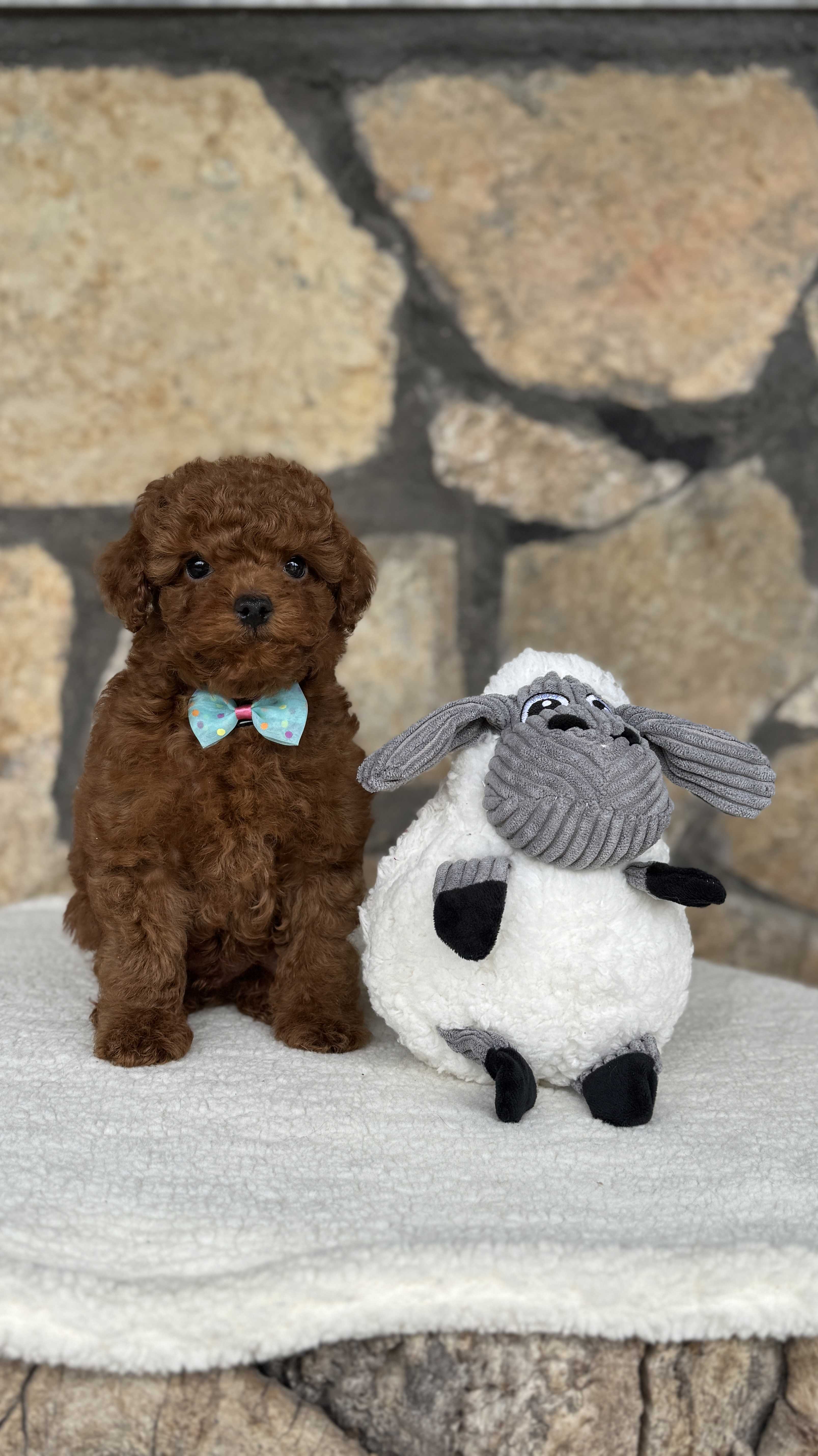 Kaju Toy Poodle