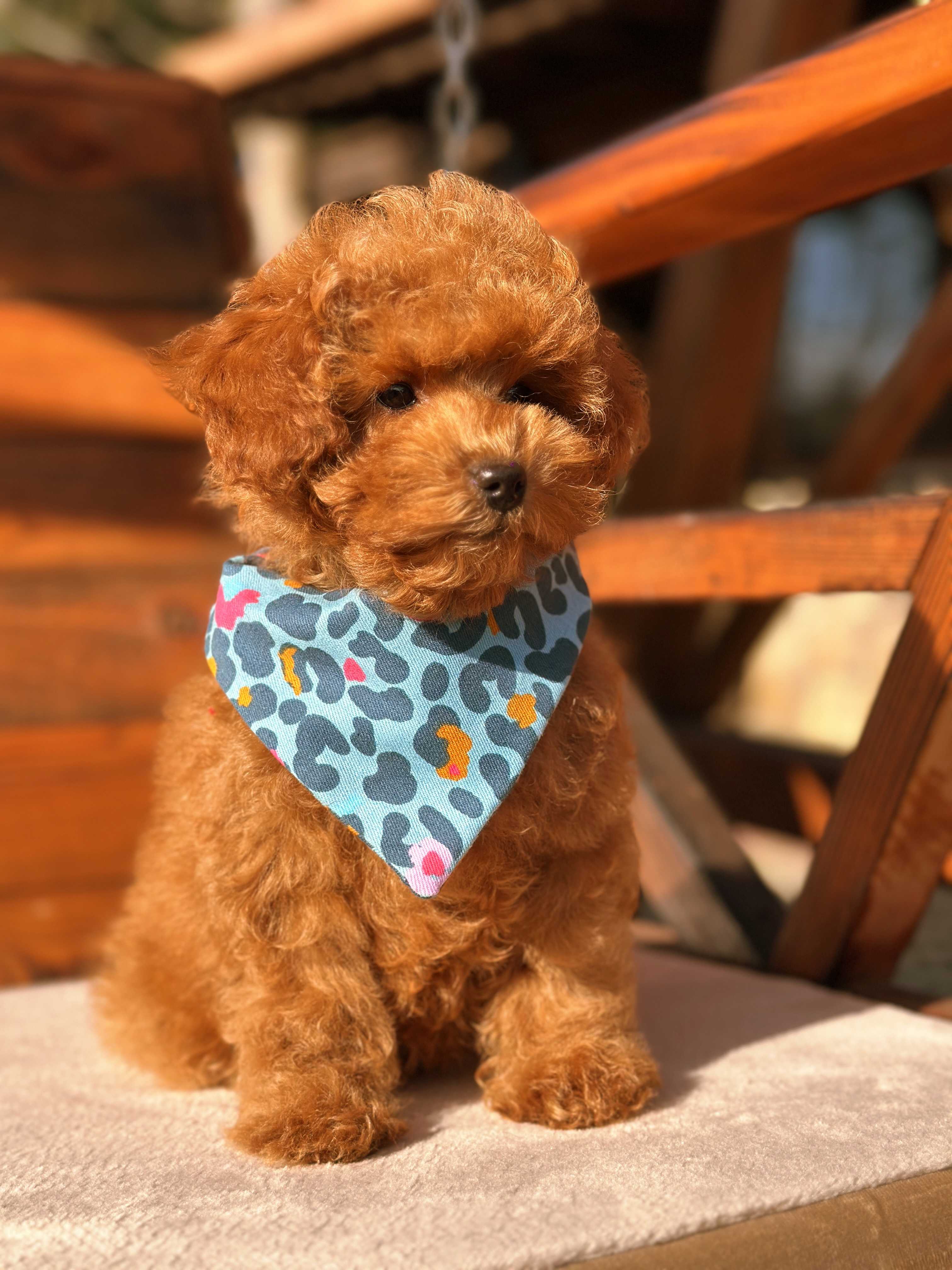 Noodle -  Toy poodle