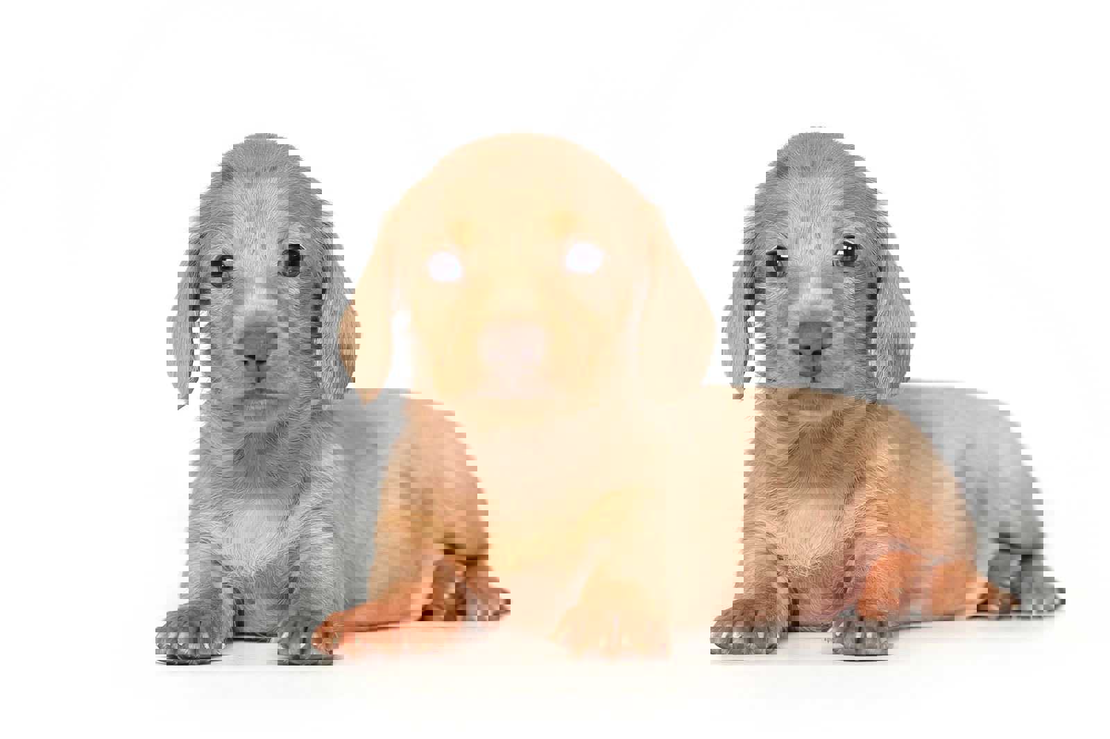 Minyatür Dachshund - Irwin