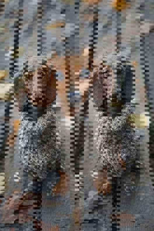 Dachshund