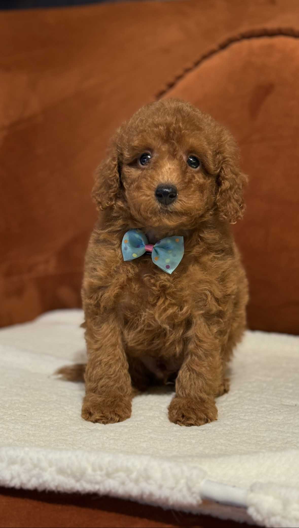 Dexter - Toy Poodle