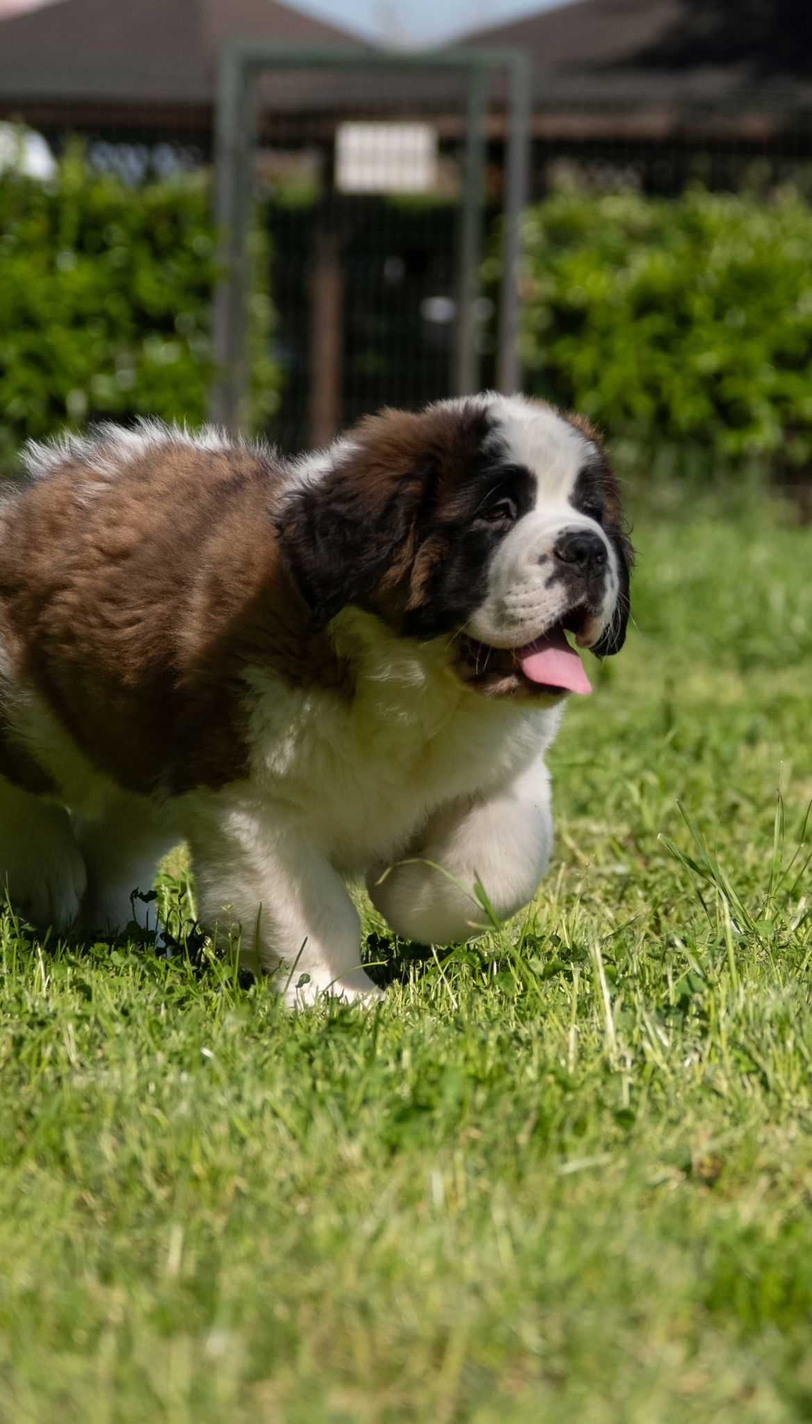 Bernina - Saint Bernard