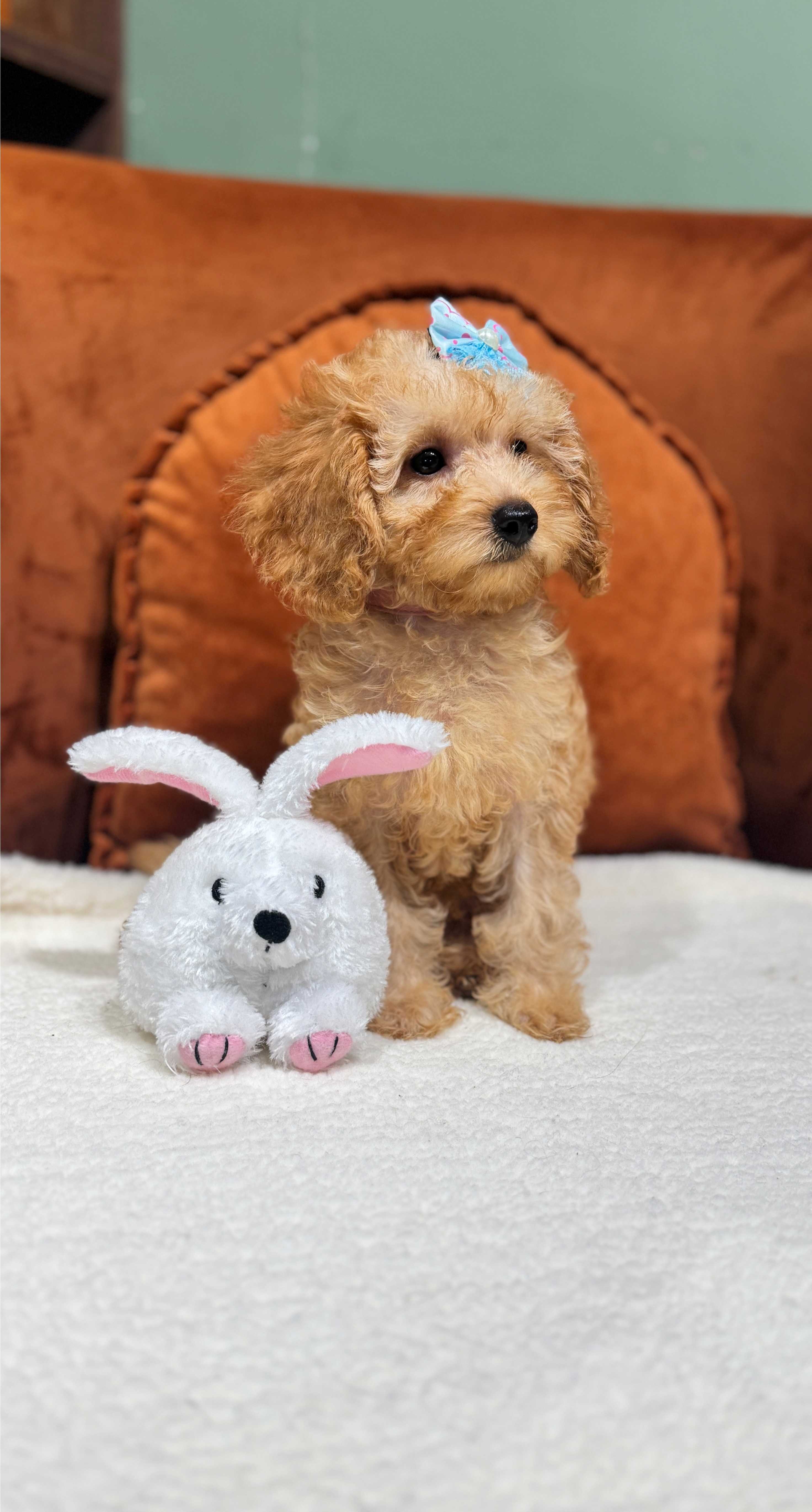 Felicia - Toy Poodle