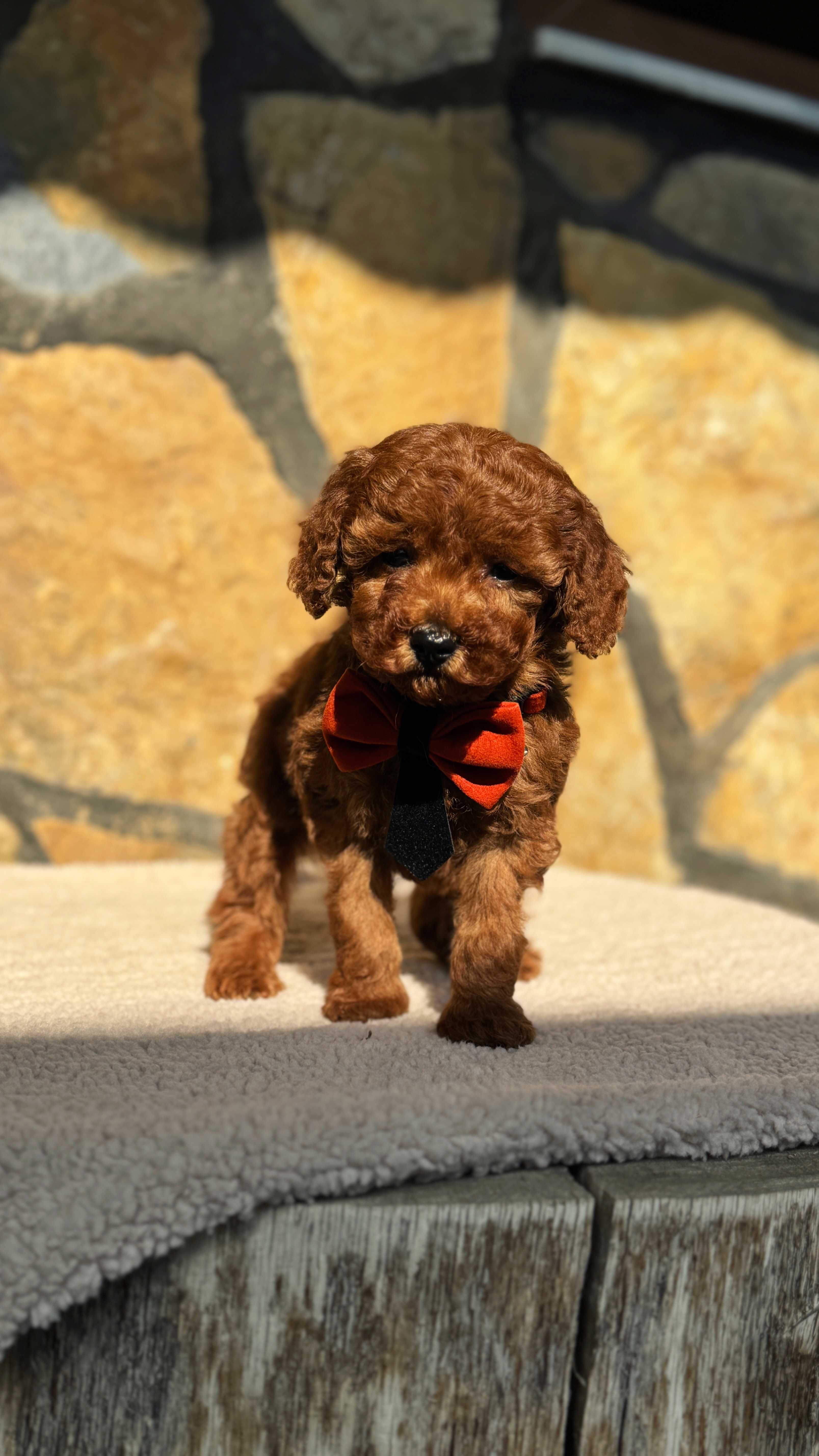 SİENA-TOY POODLE