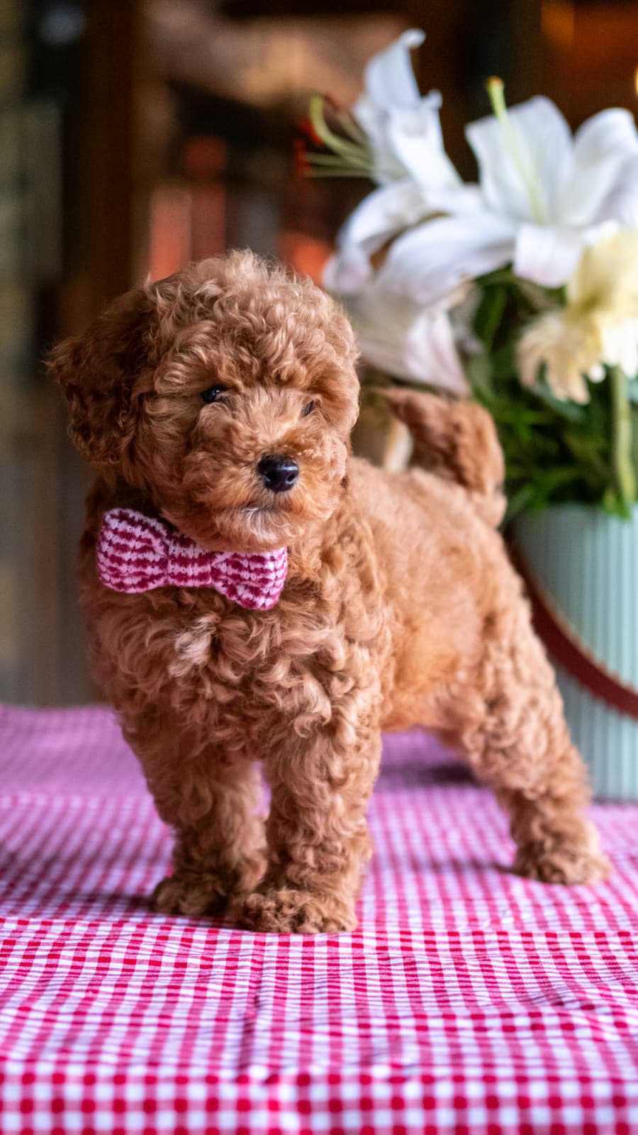 Clover - Minyatür Poodle
