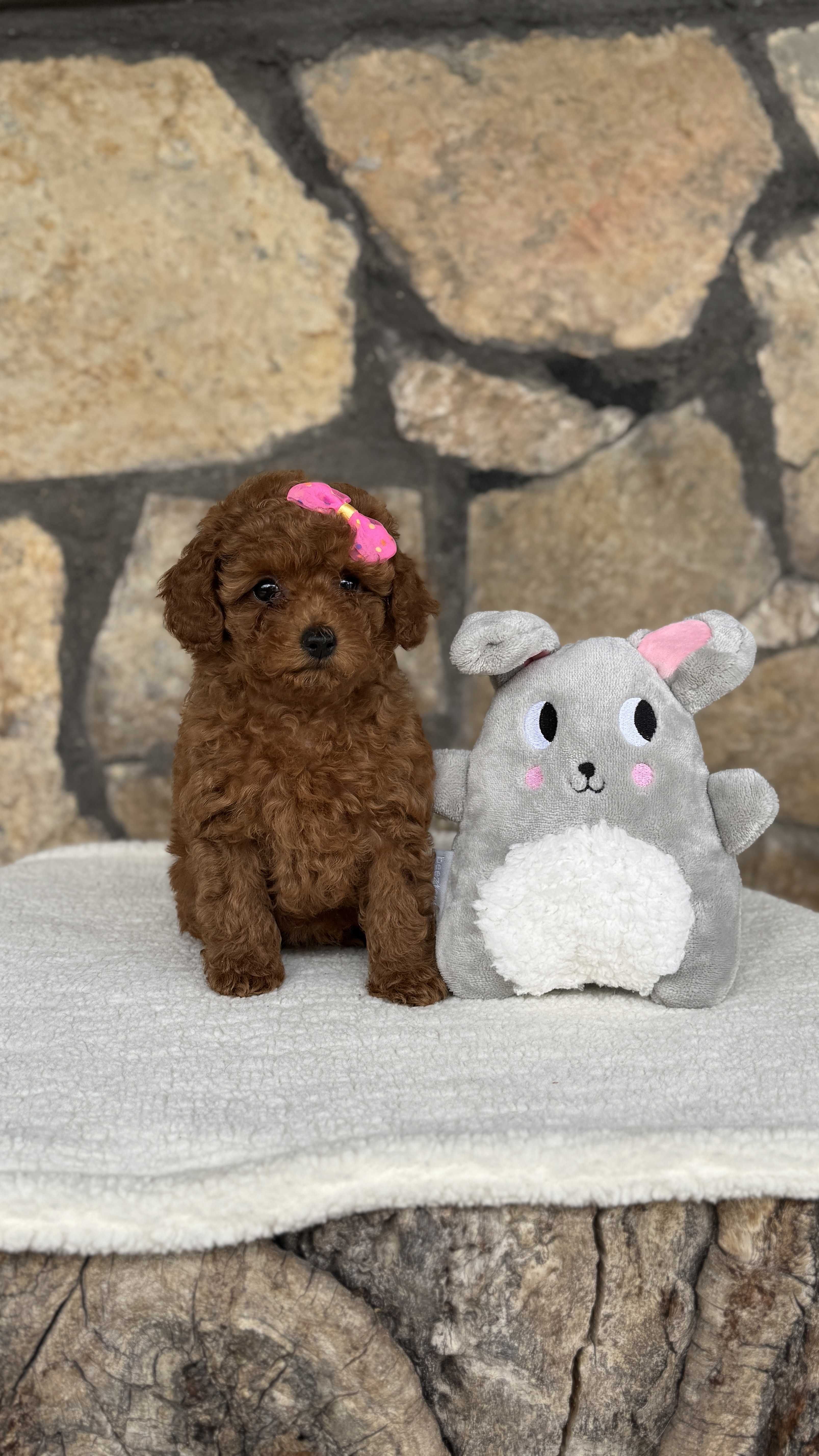 Kavun - Toy Poodle