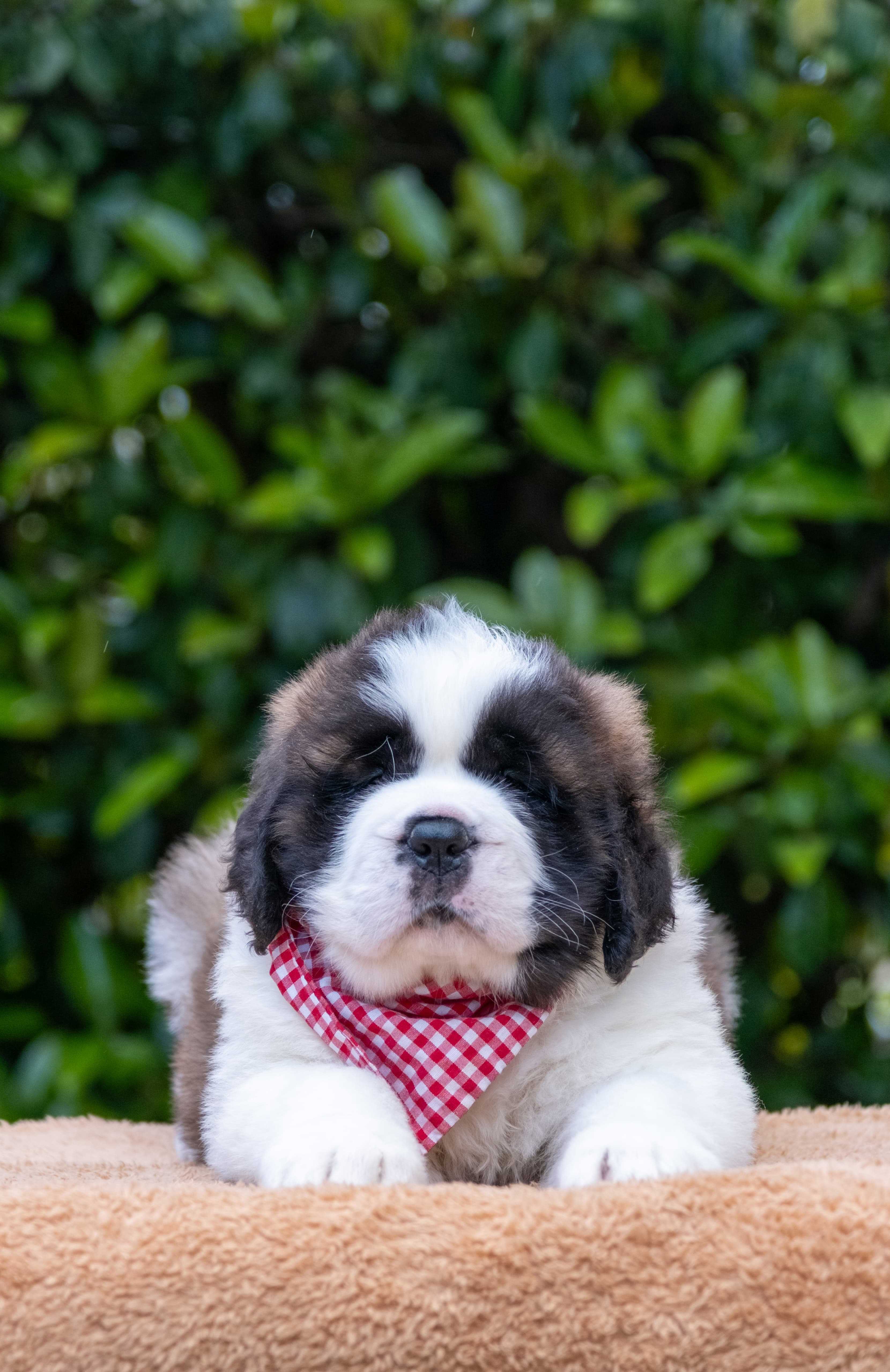 Saint Bernard Yavruları 