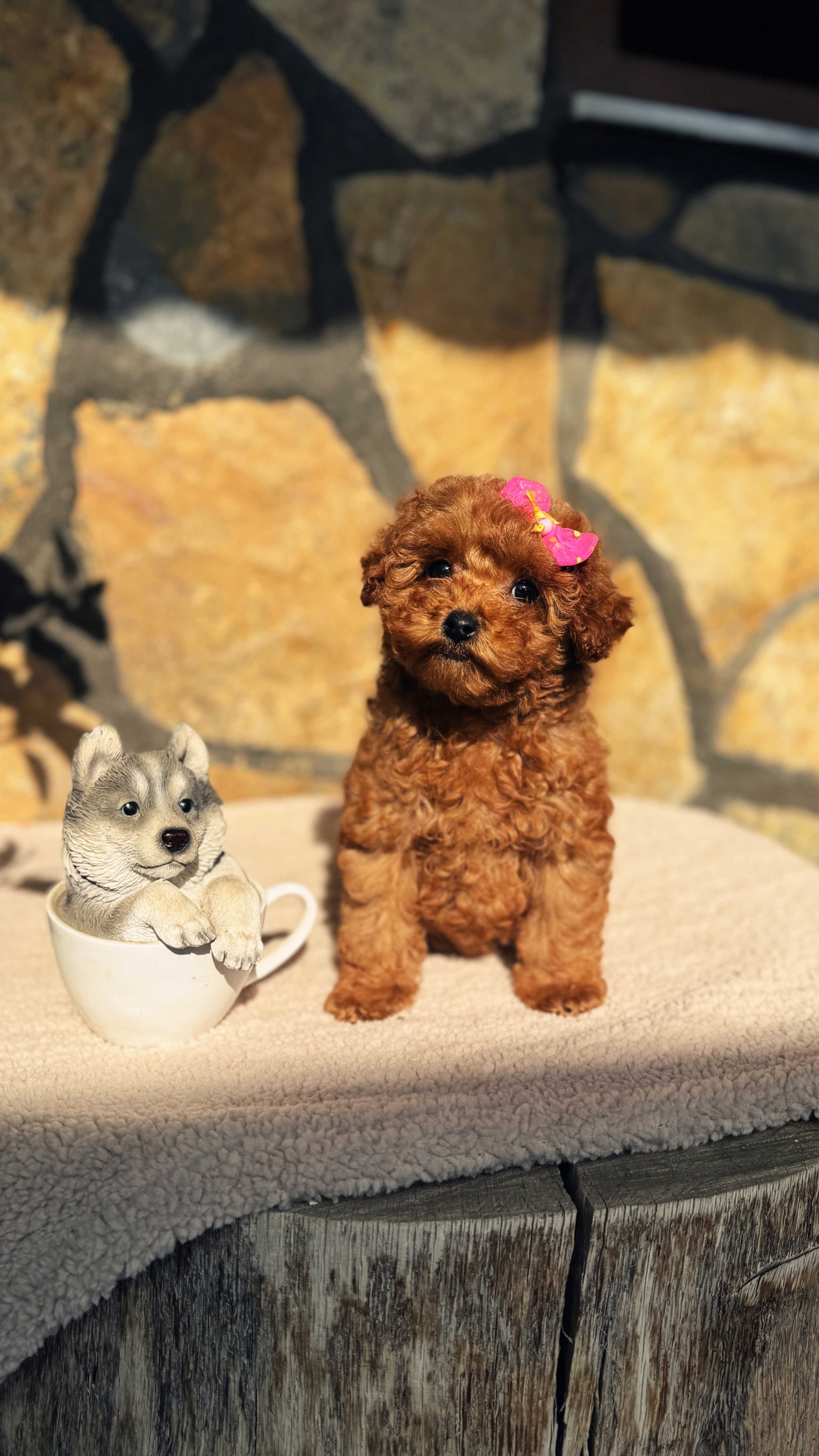 JACQUELİNE - Toy poodle 