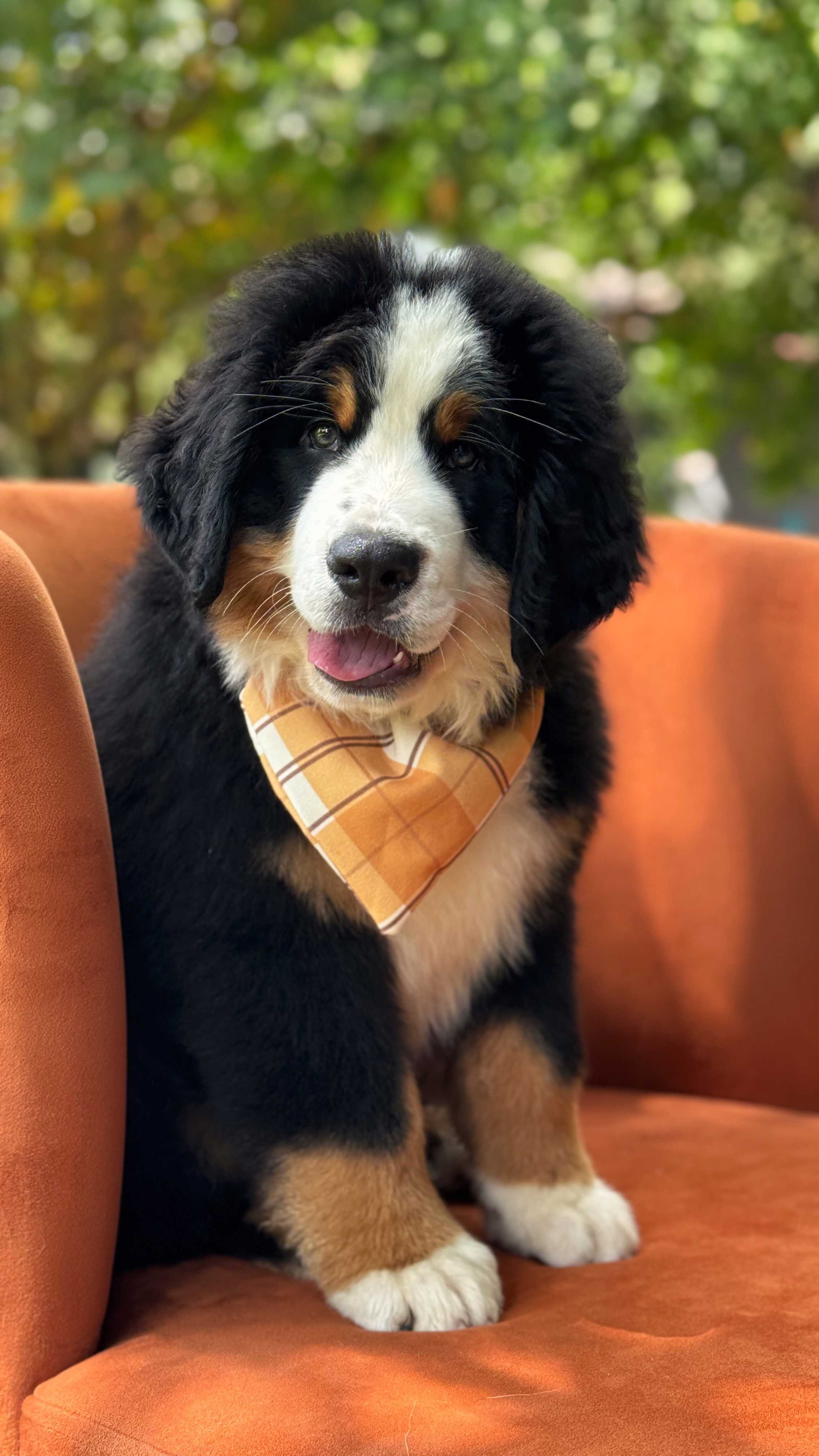 Viki Rouz Bern Adrian-Bernese Mountain Dog