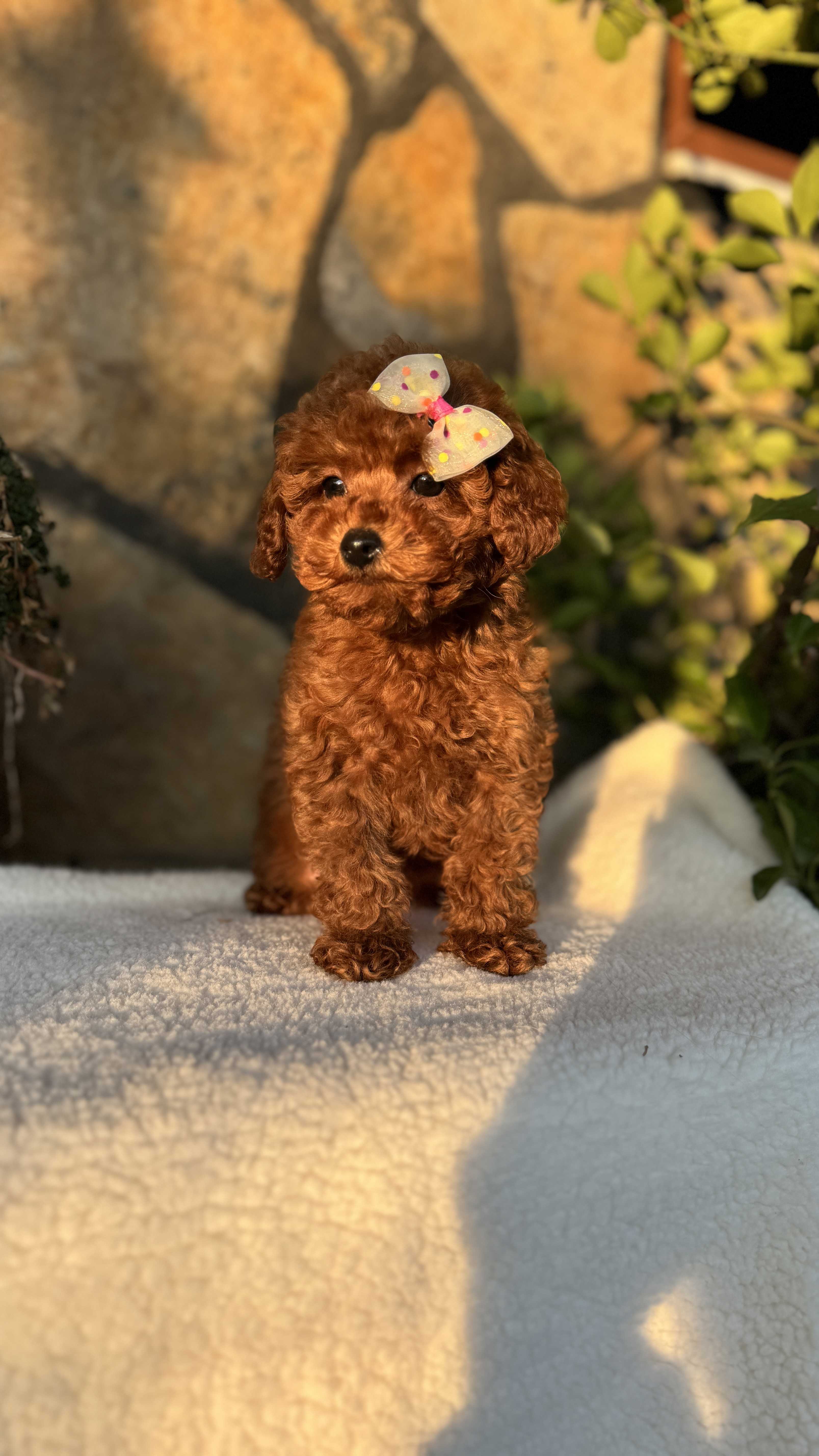 JİMMY-TOY POODLE
