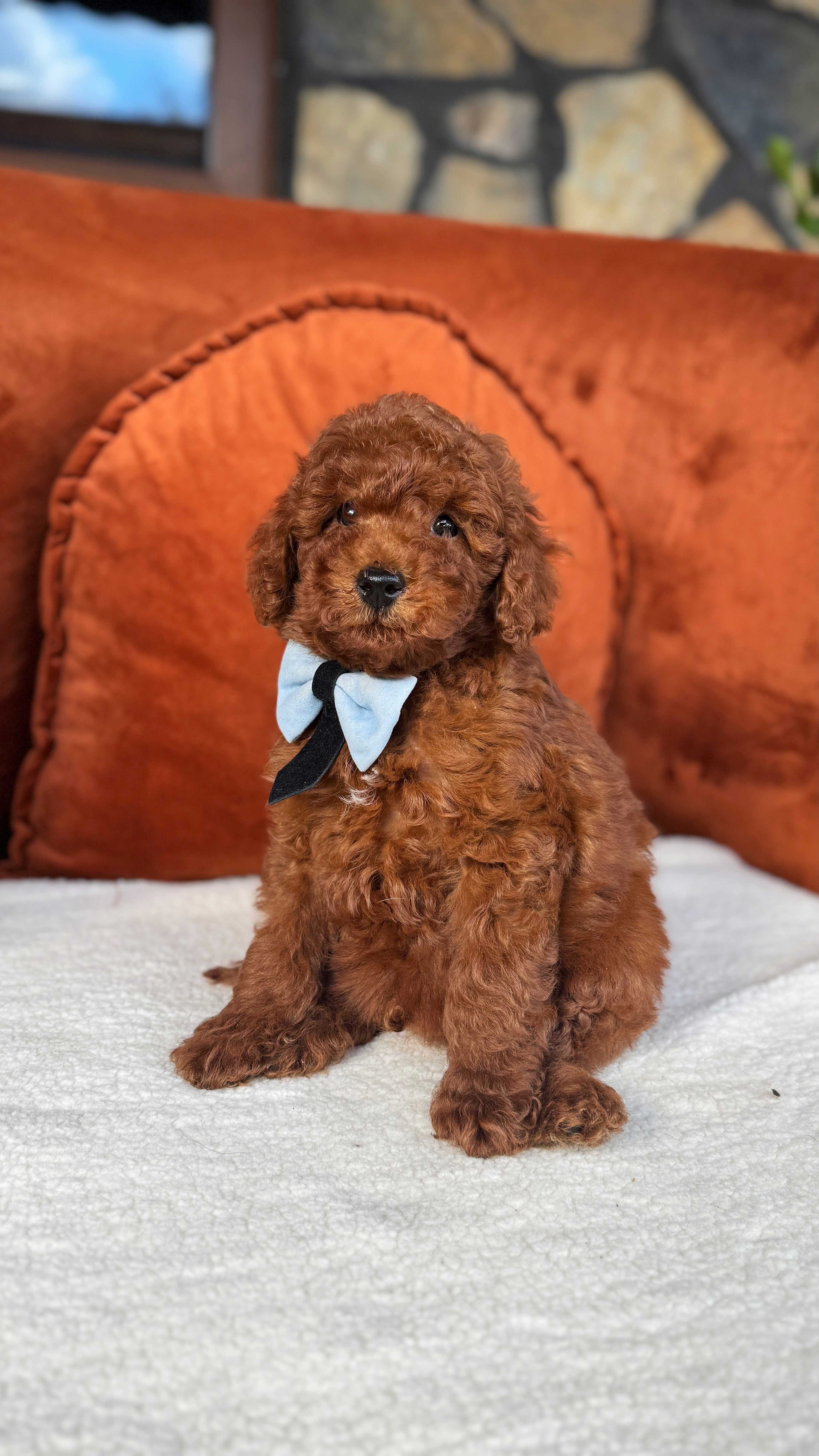 Eric-Toy Poodle