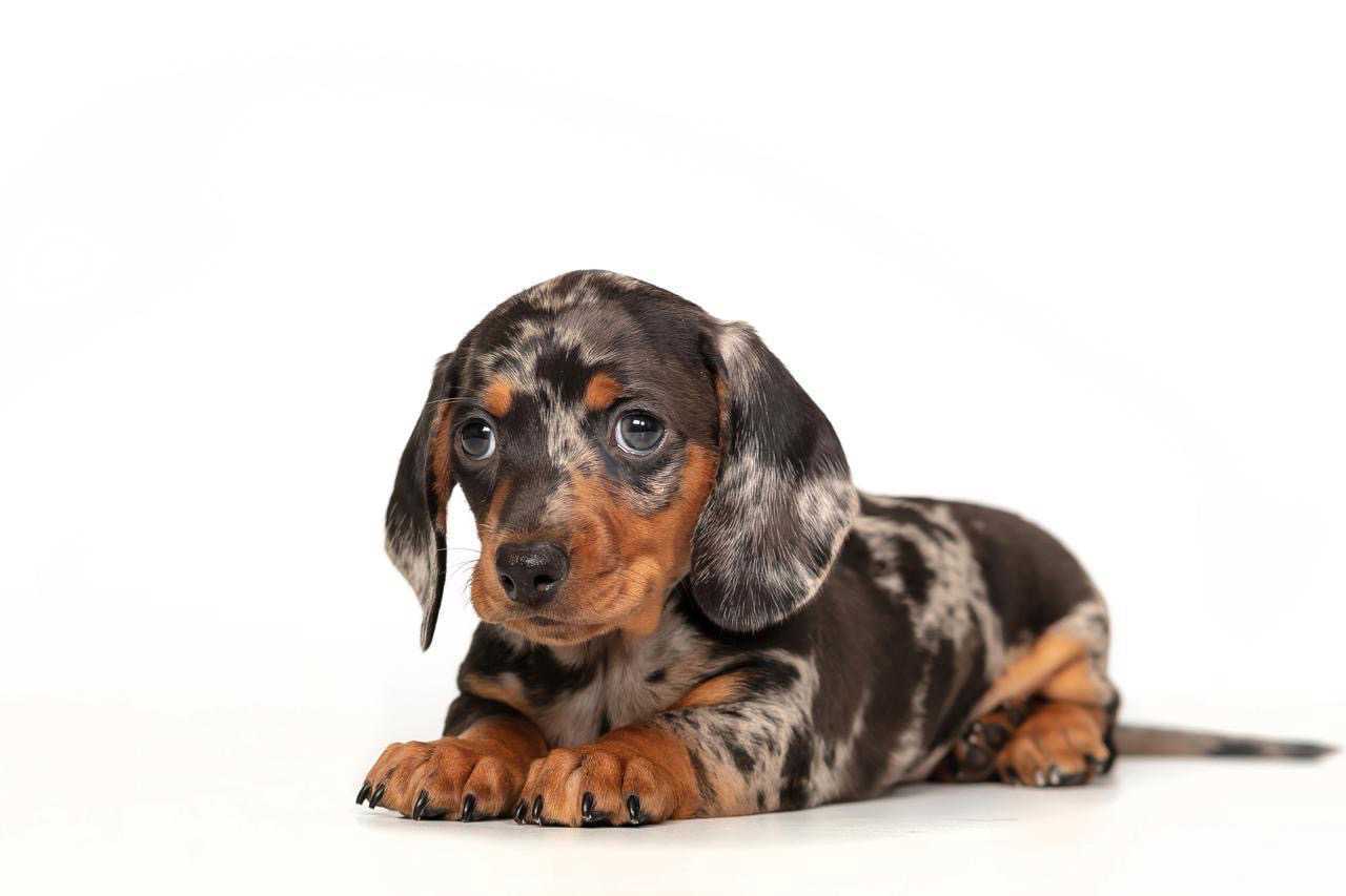 Dachshund Yavruları