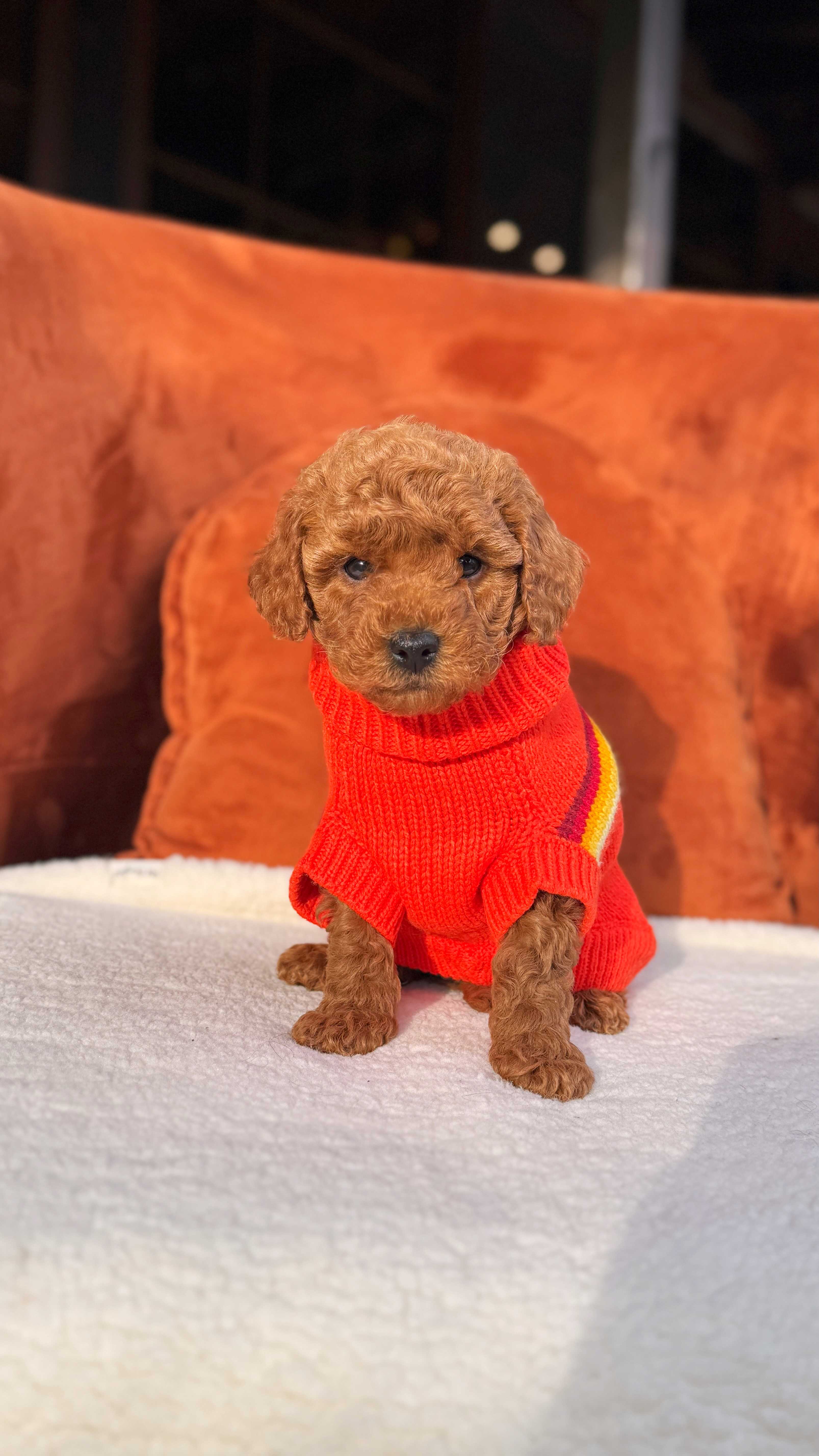 Elio-Toy Poodle