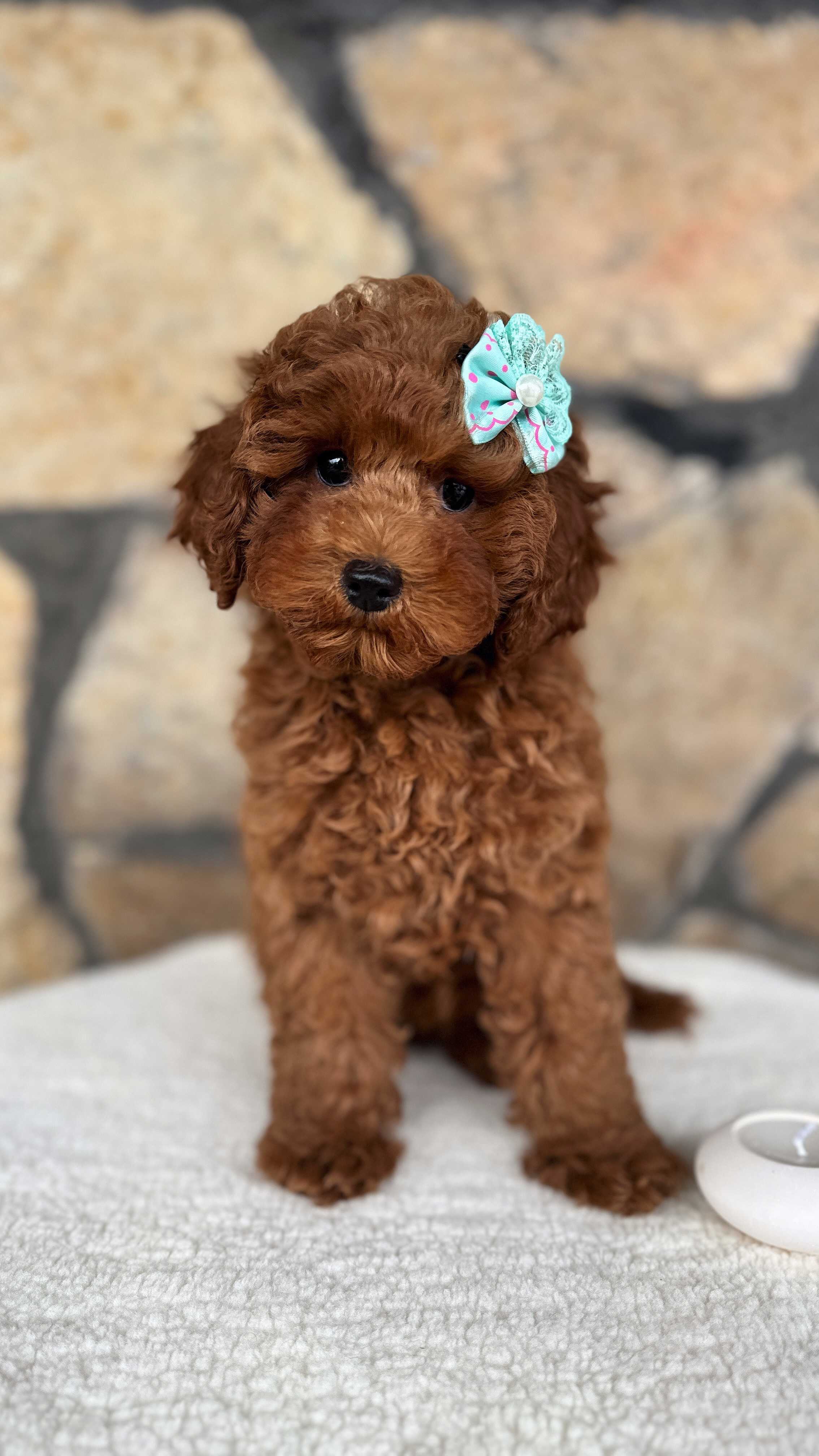 Roxy-Minyatür Poodle