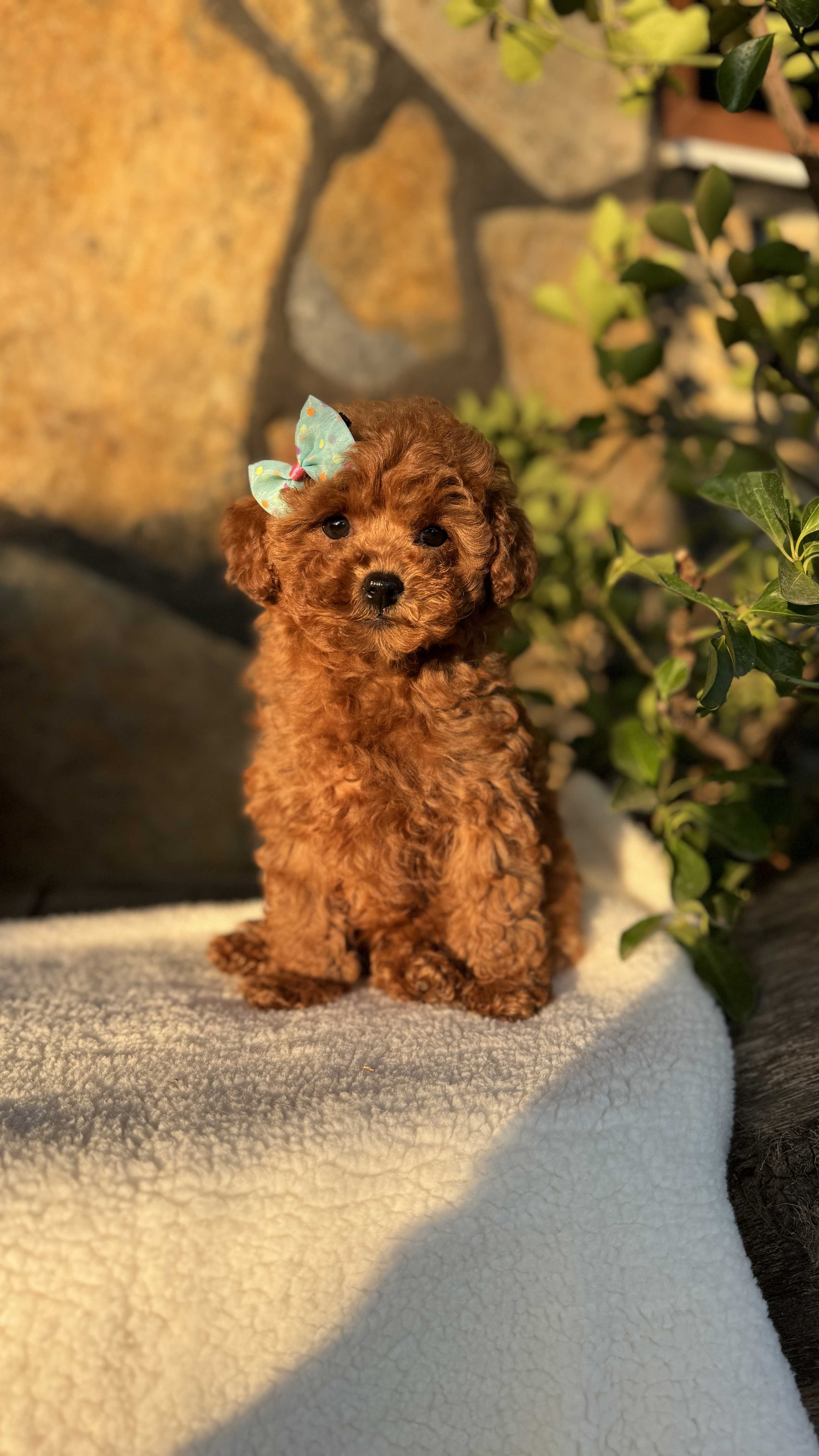 JUJU - TOY POODLE