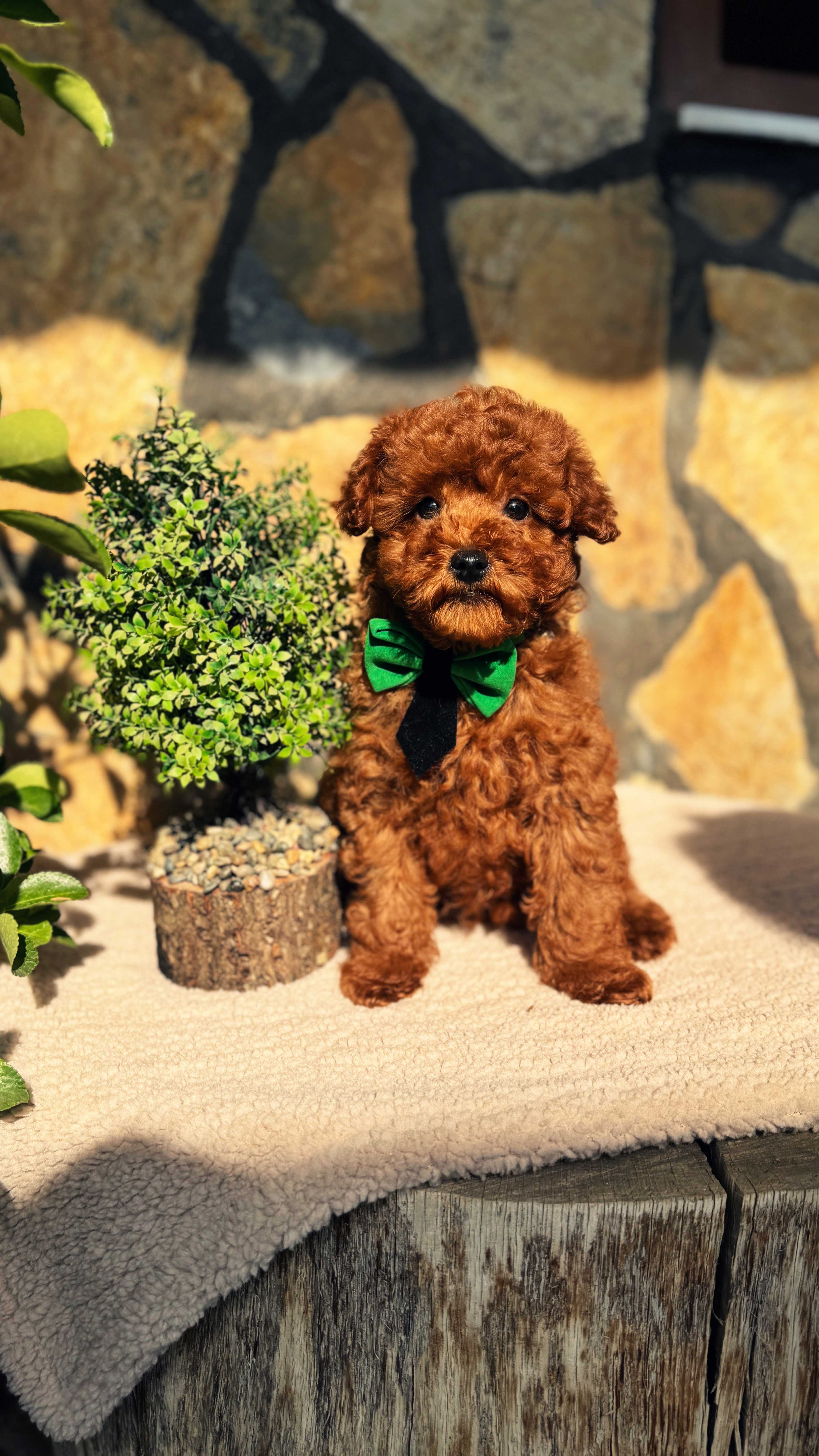 JARO - TOY POODLE