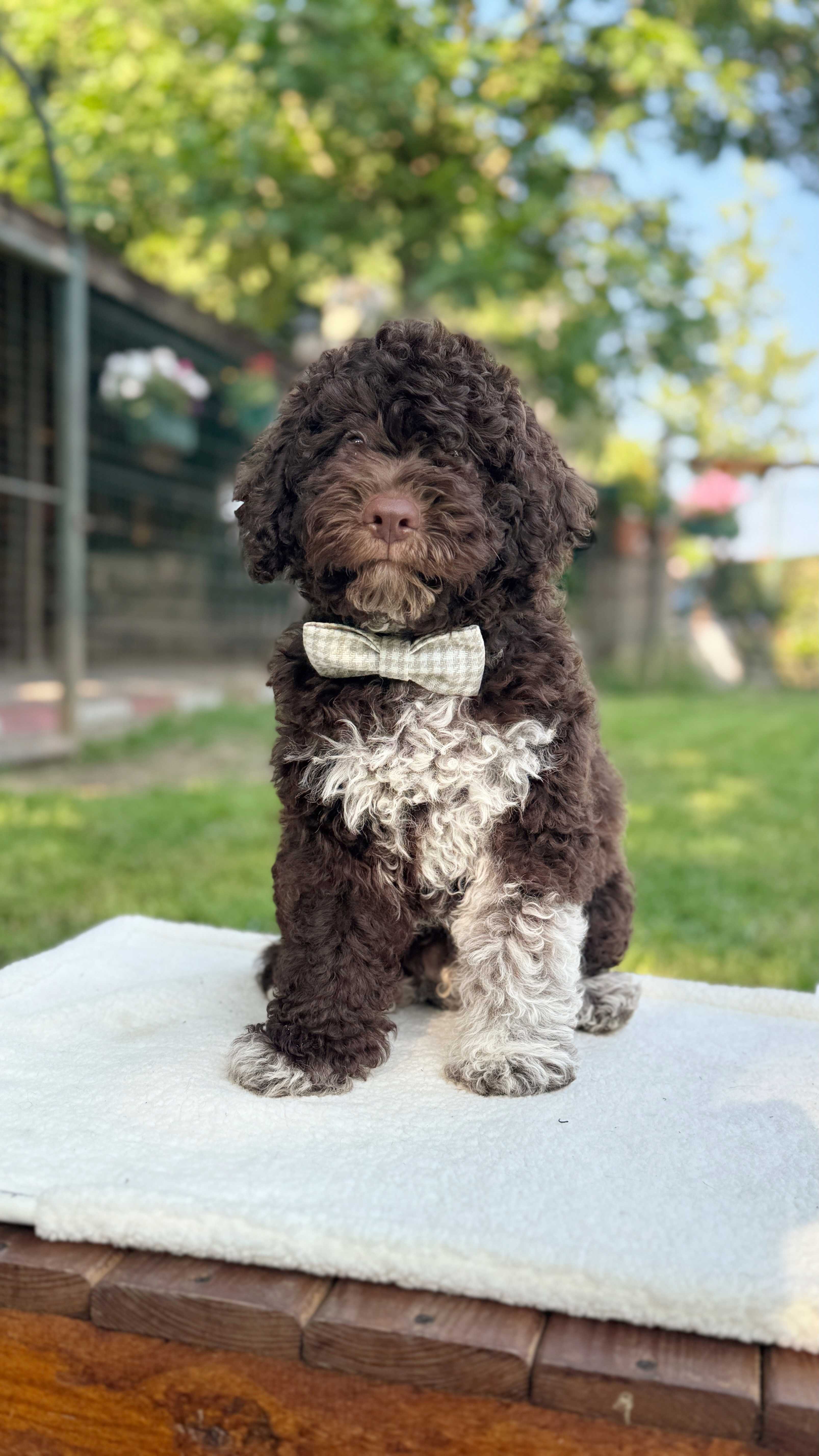Lagotto Romagnolo Yavruları