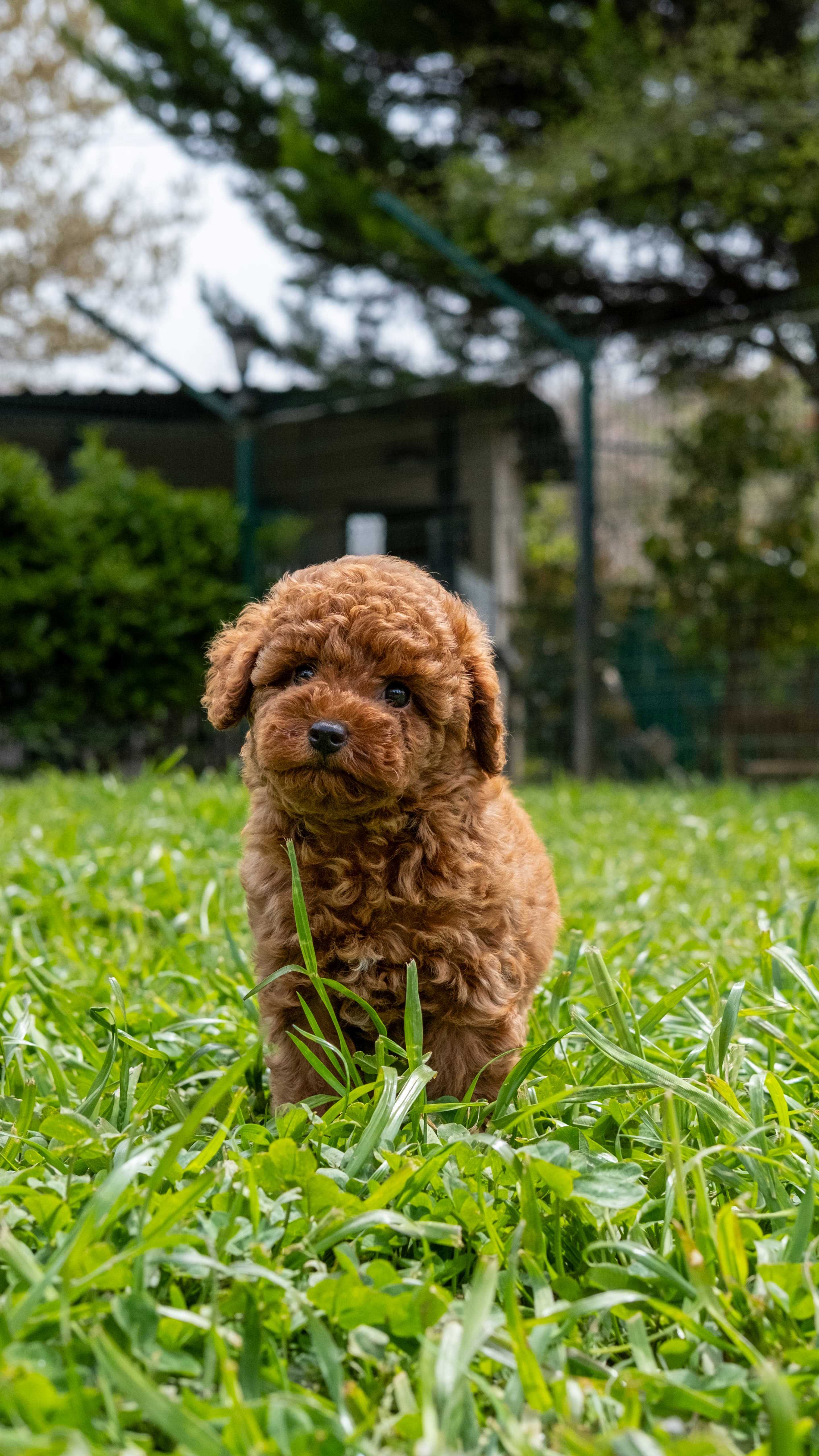 Dior - Minyatür Poodle