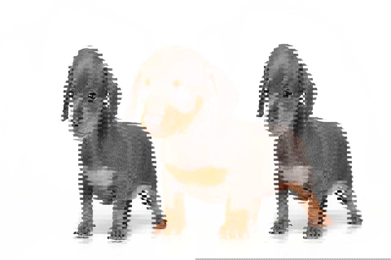 Zara-Minyatür Dachshund