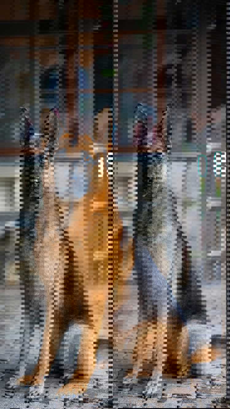 SOLE-German Shepherd Dog