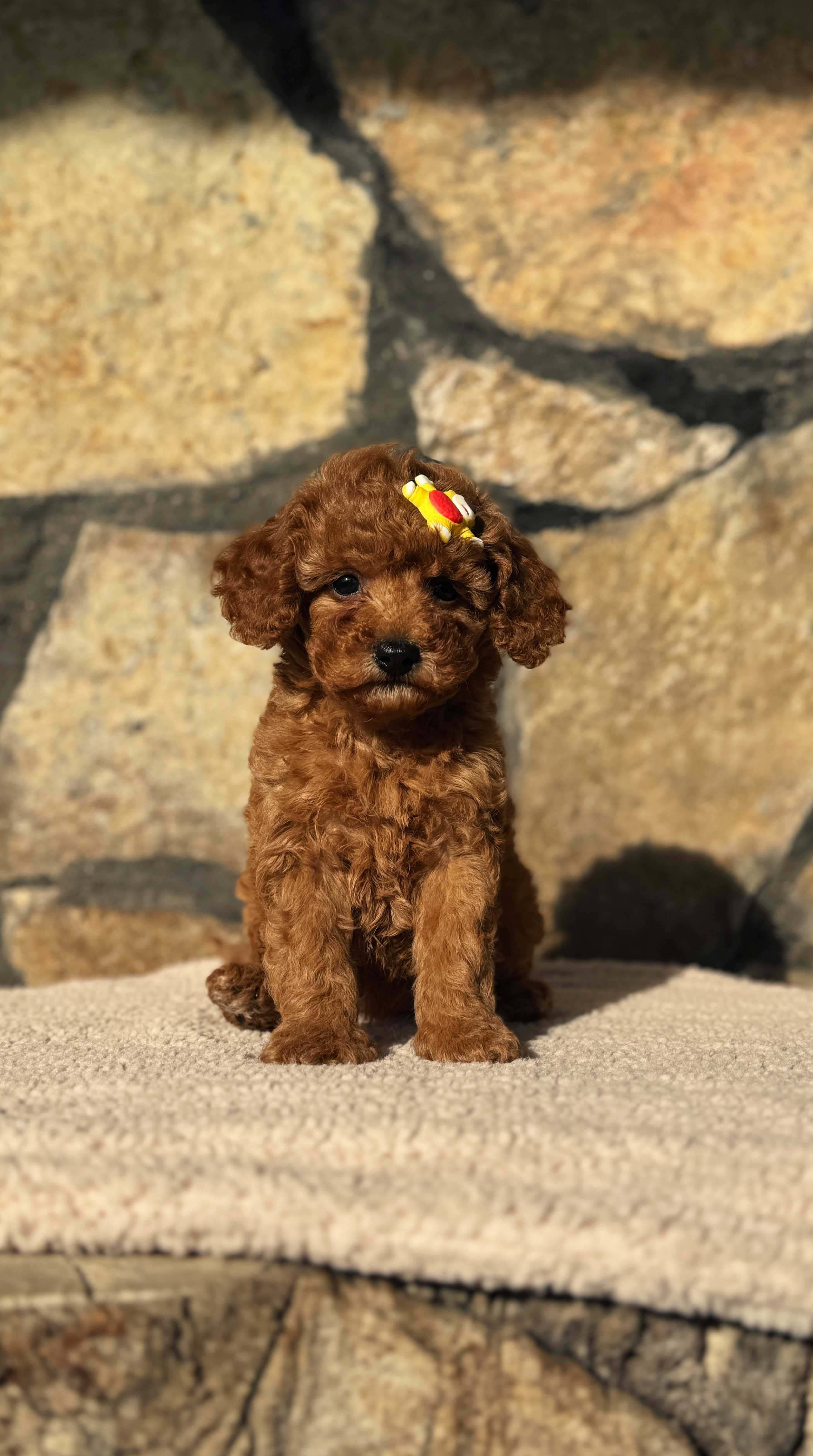 STELLA-TOY POODLE