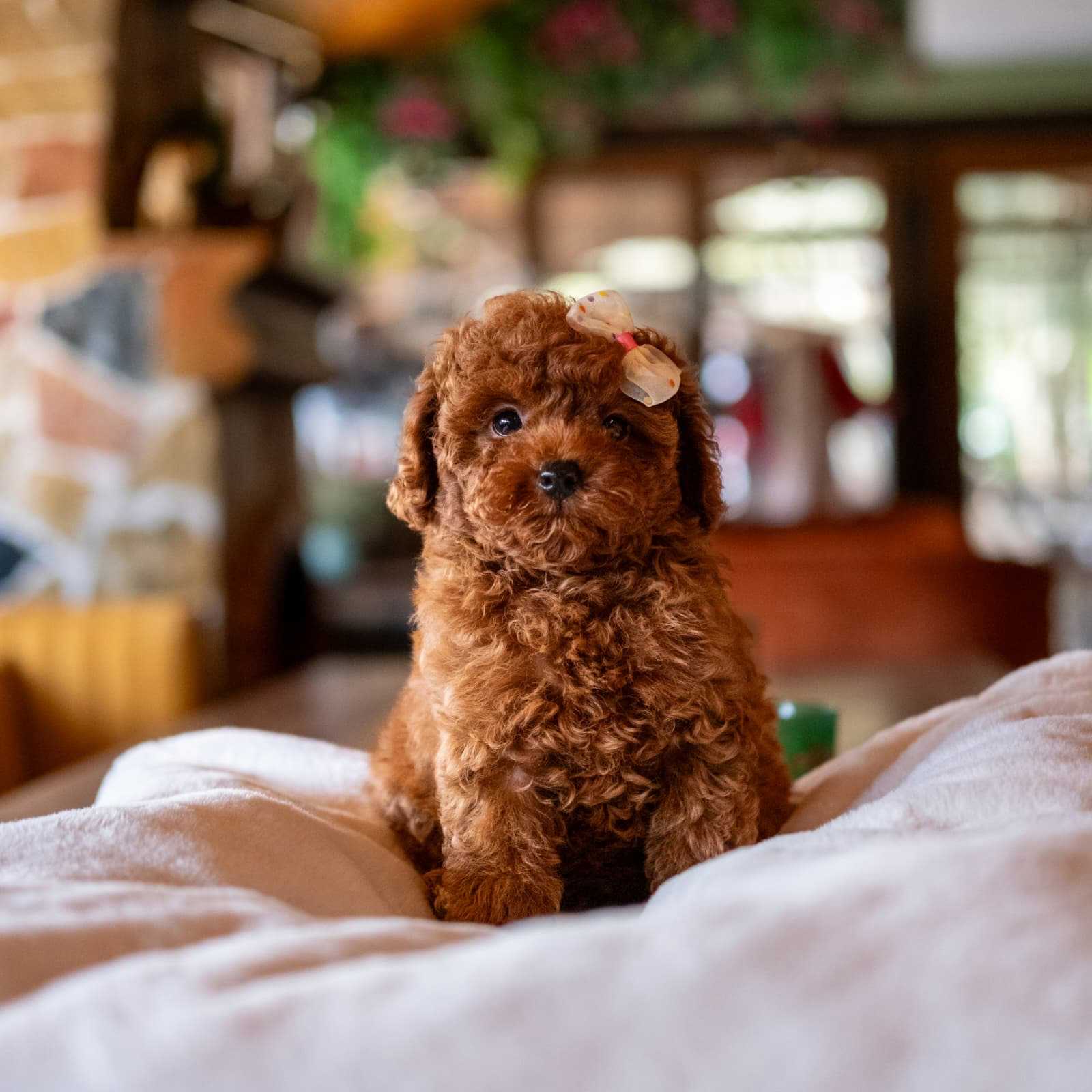 Perla - Toy Poodle