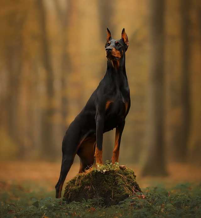 Doberman