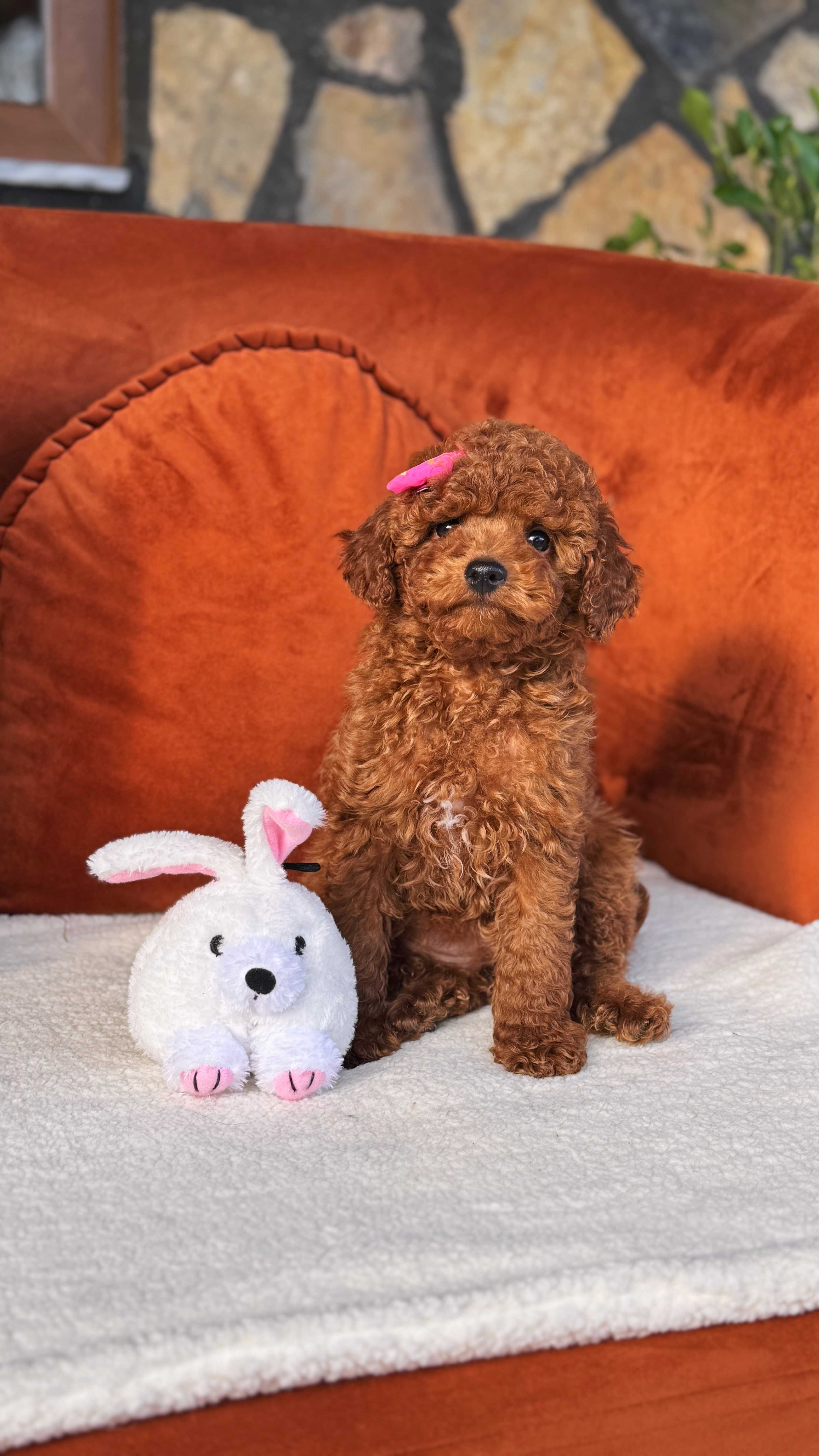Emily-Toy Poodle