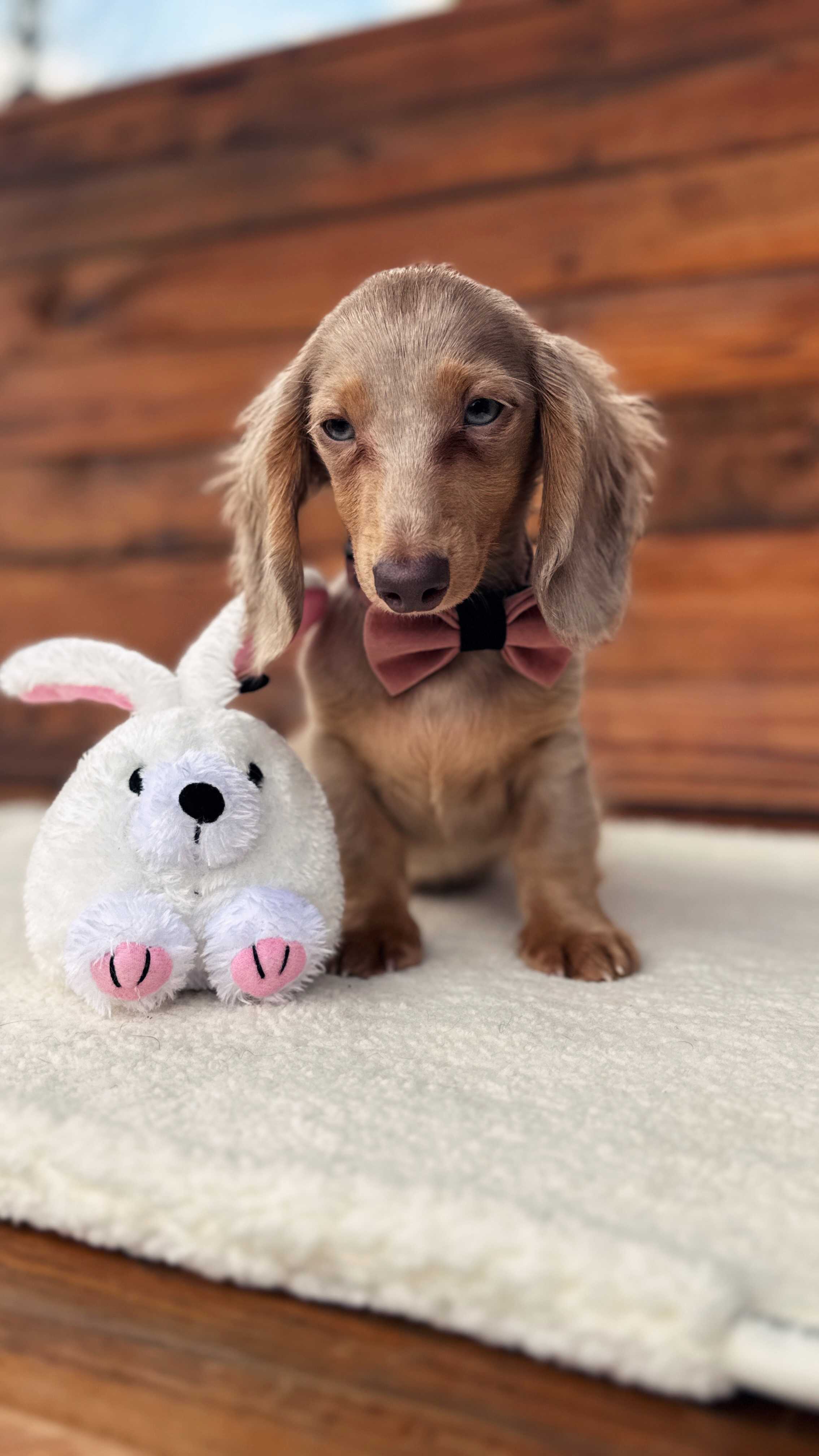 Indigo - Minyatür Dachshund