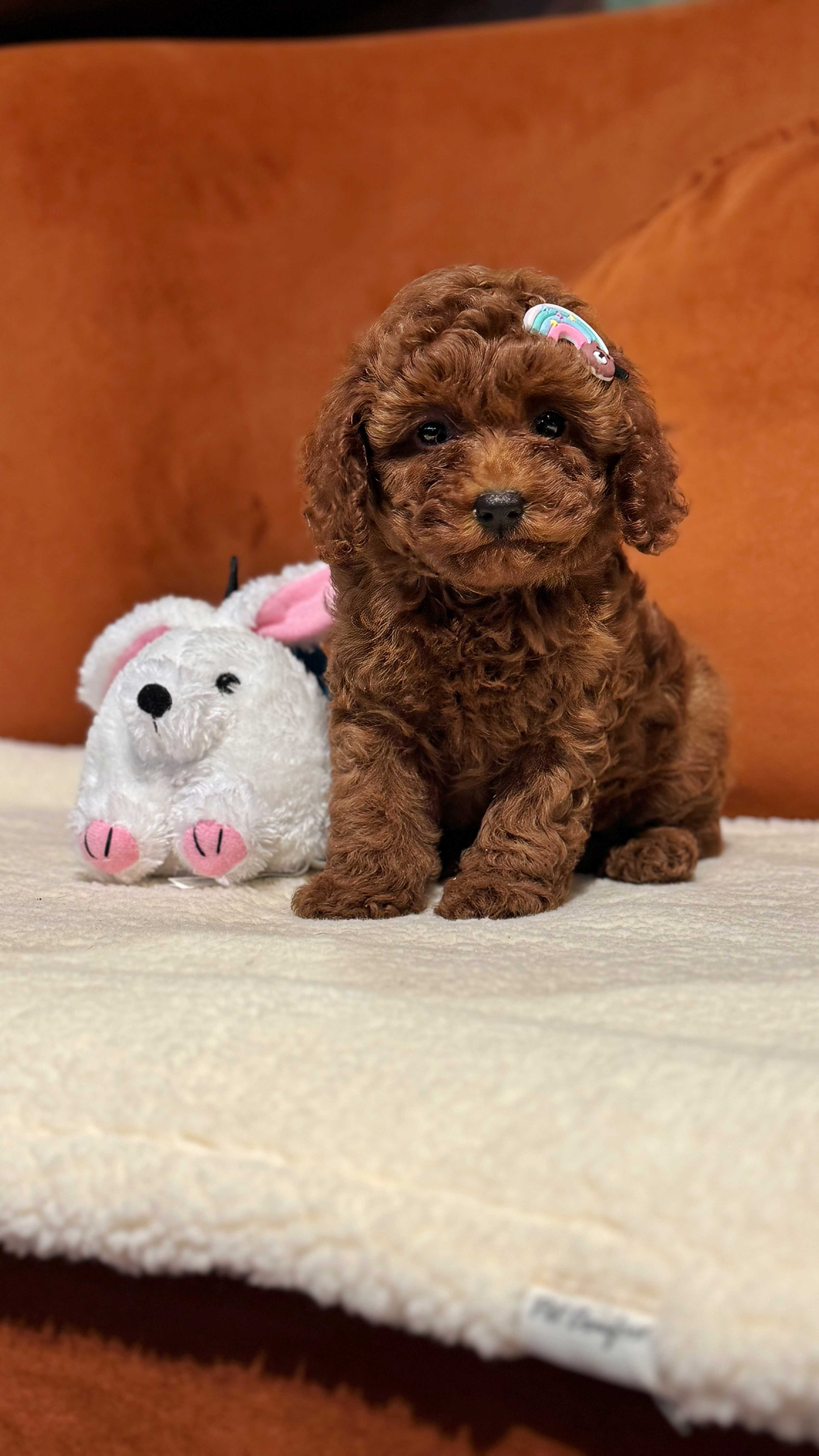 CHLOE-TOY POODLE