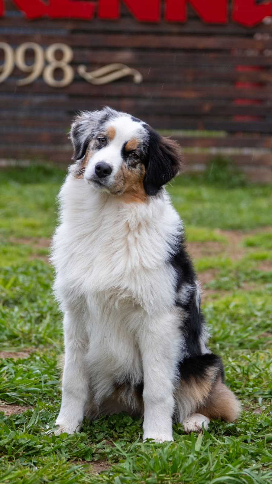 Aussie-Australian Shepherd Dog-Elen Finvest Saffy