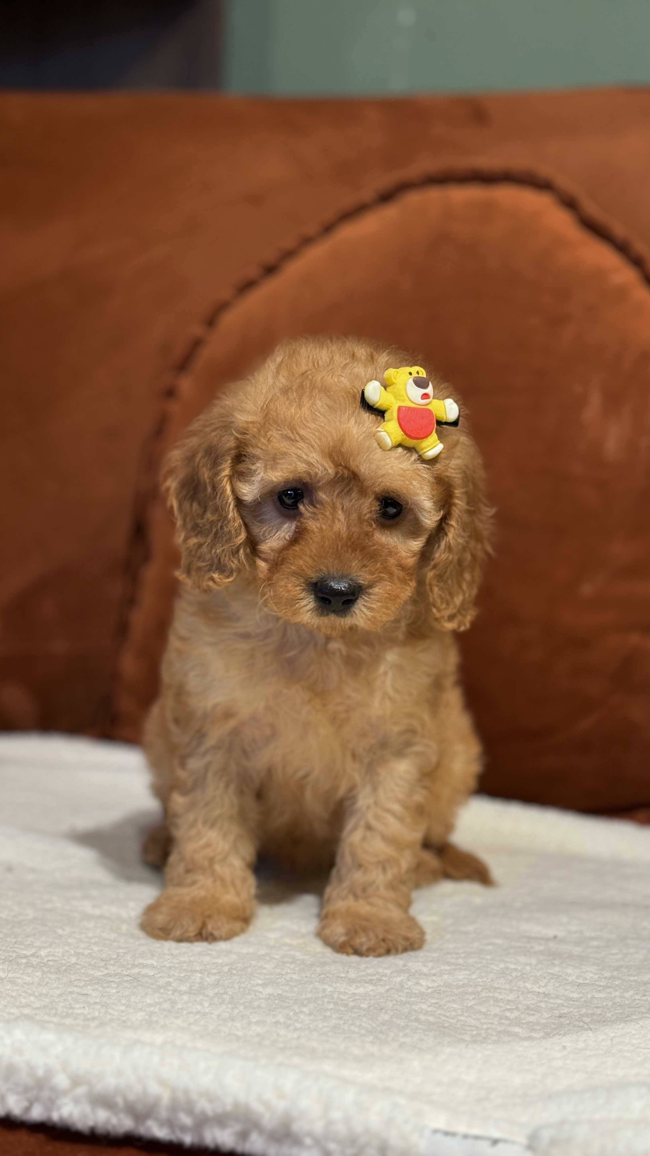 Daisy - Toy Poodle 