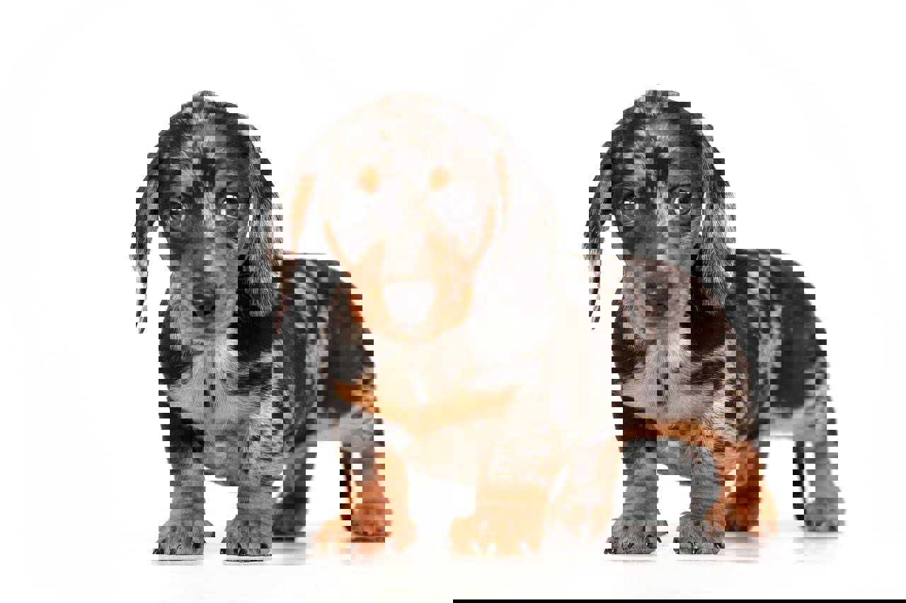 Zurbagan-Minyatür Dachshund