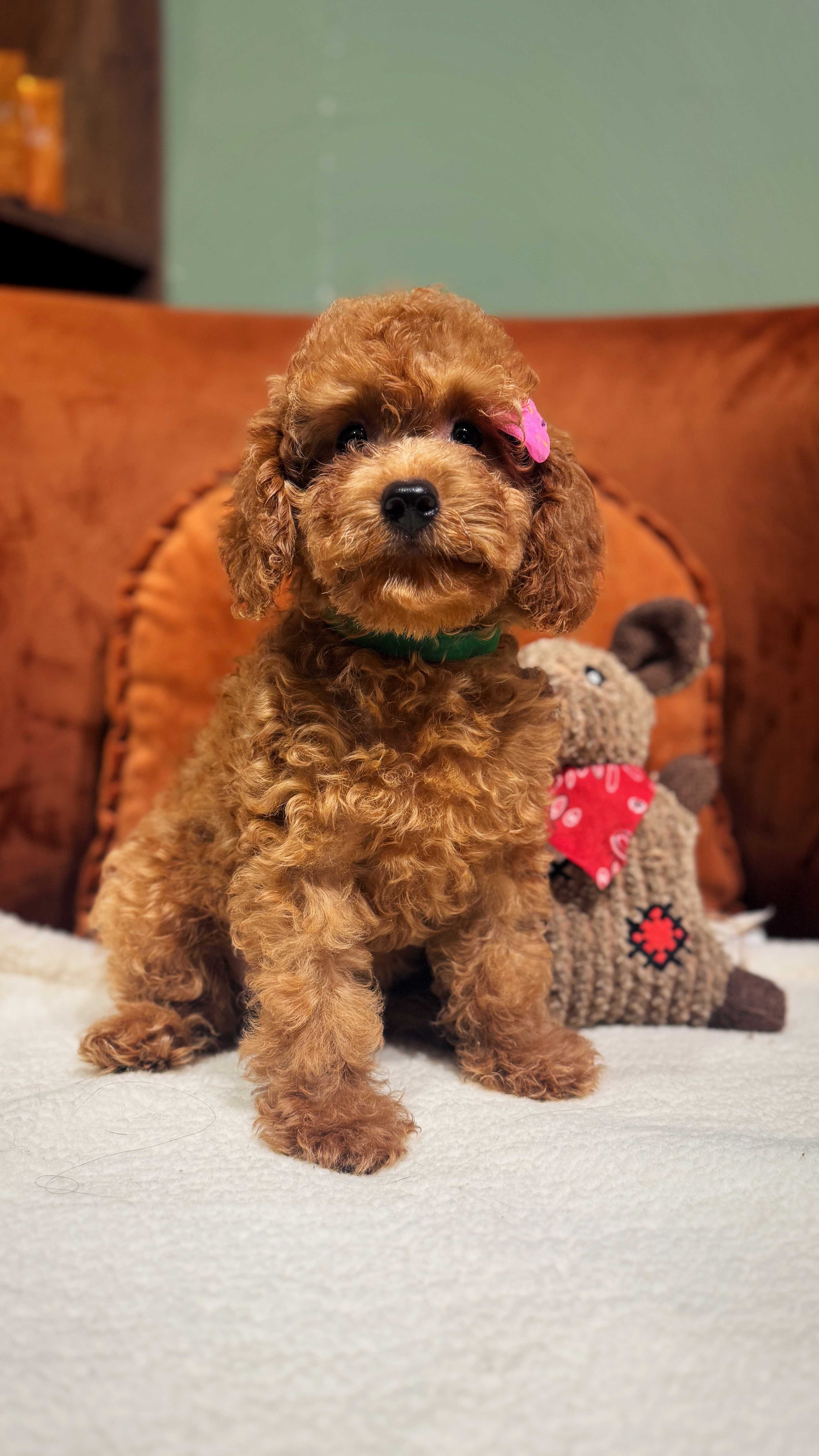 Funny - Toy Poodle
