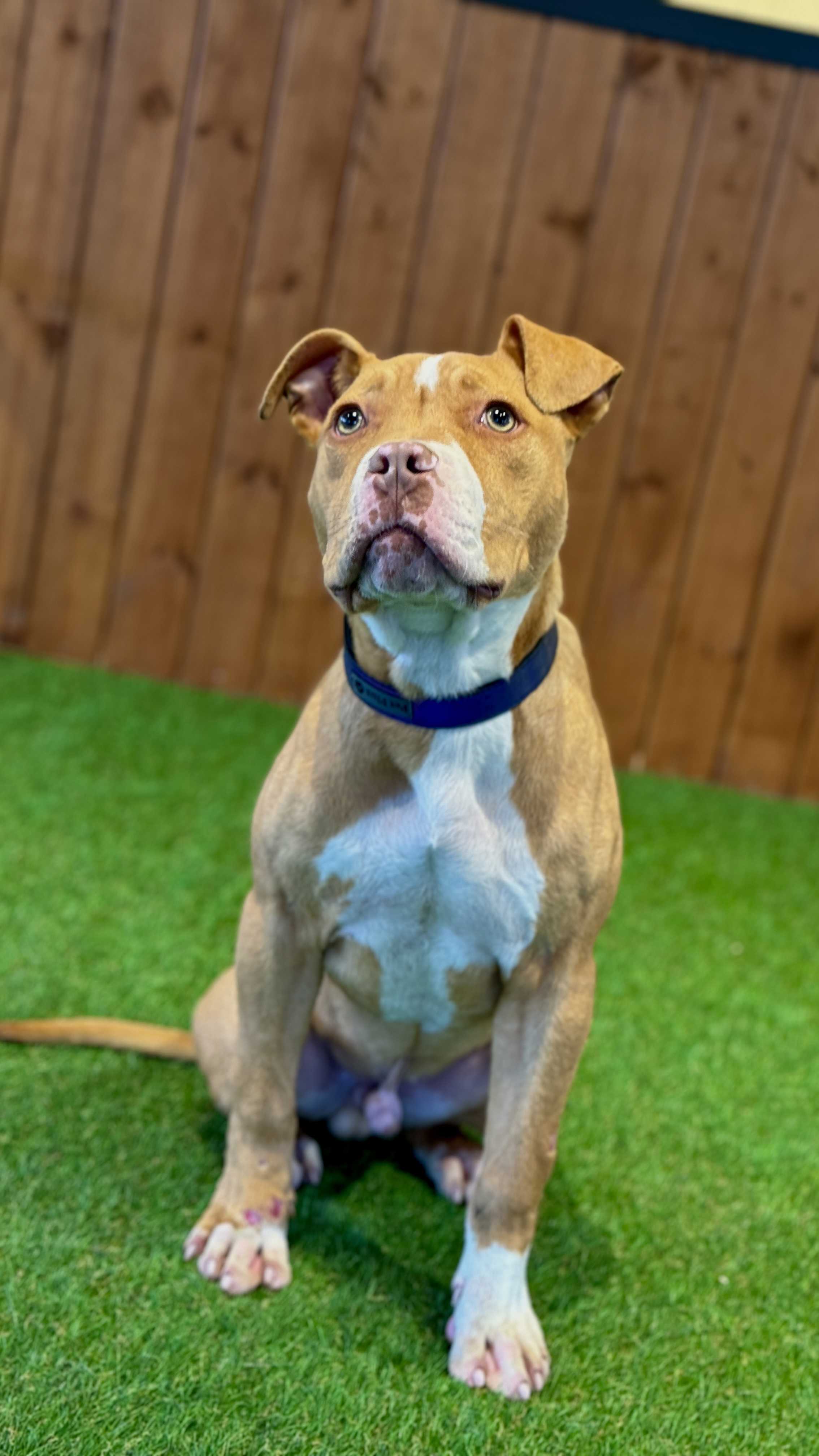 Milo-Staffordshire Bull Terrier
