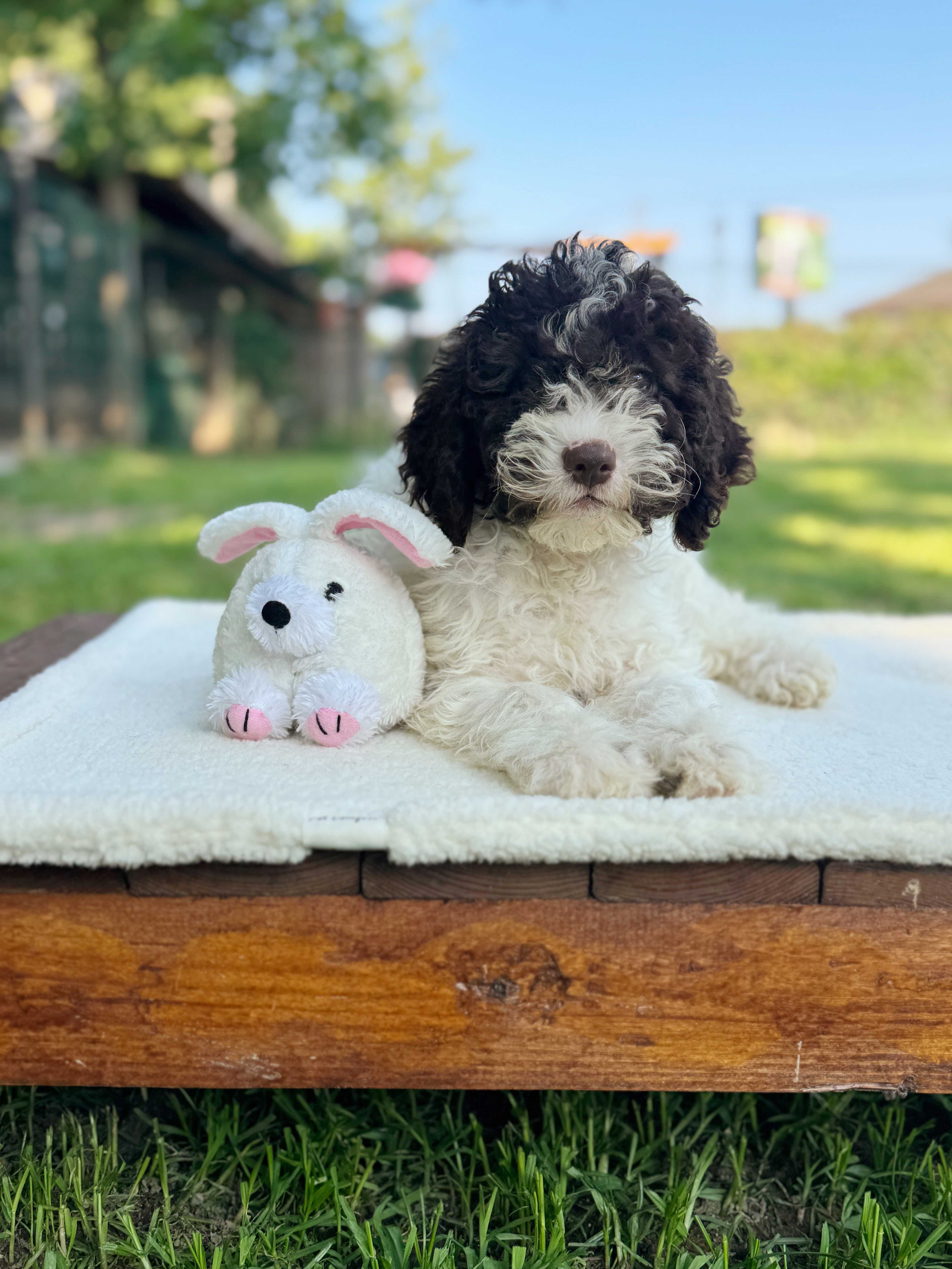 Lovely Orenge Magıcgotto