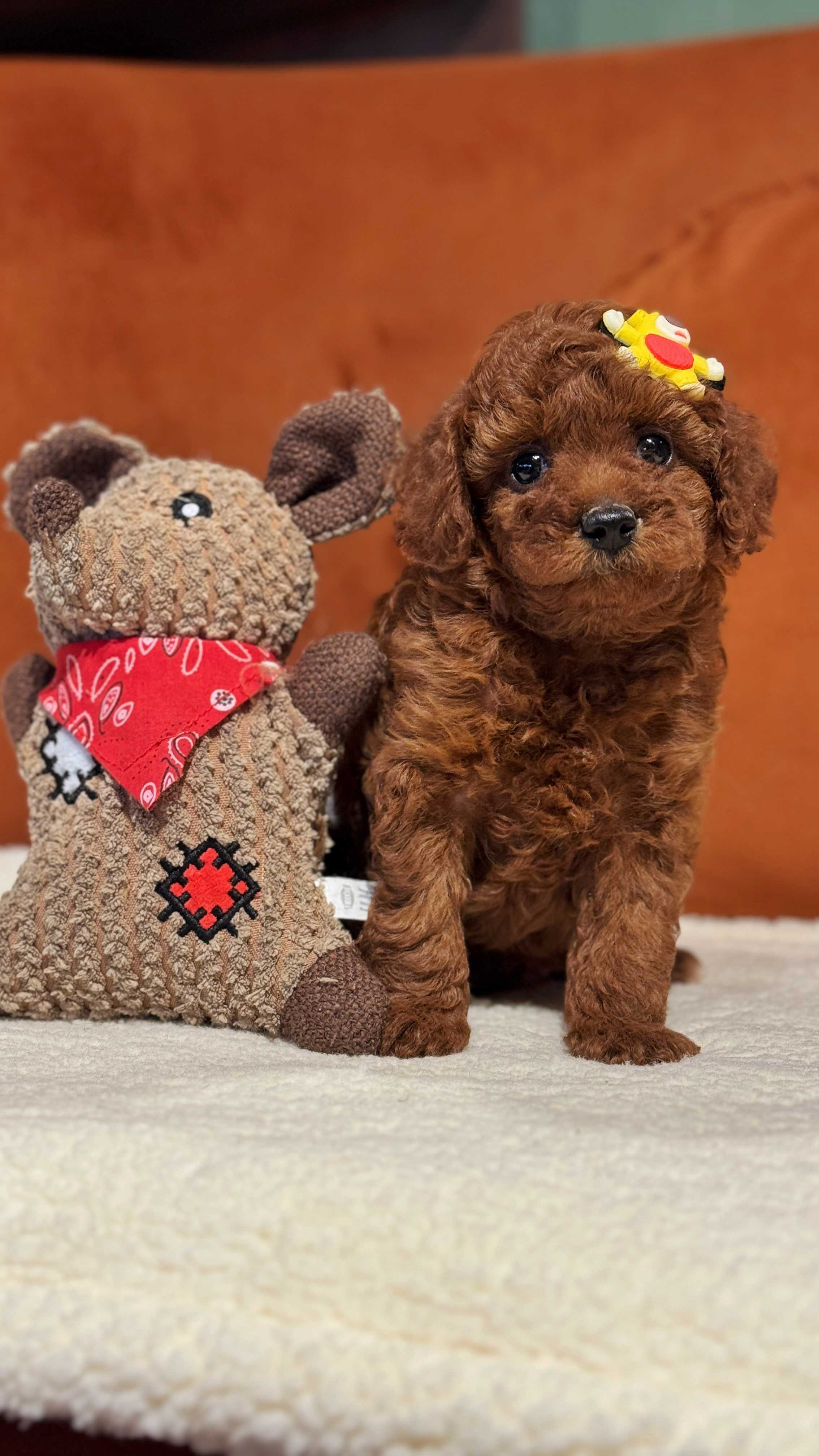 CRUZ-TOY POODLE 